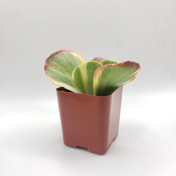 flapjack succulent for sale 100 Kalanchoe Flapjack Variegated