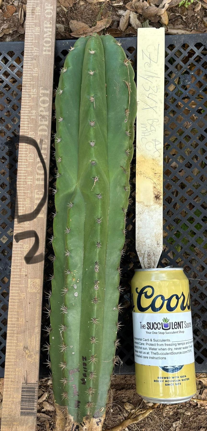 #EC395 EXACT TLC Trichocereus Bargain  Cactus Cuttings by Blaise