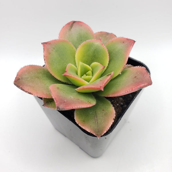 #105 Aeonium Kiwi