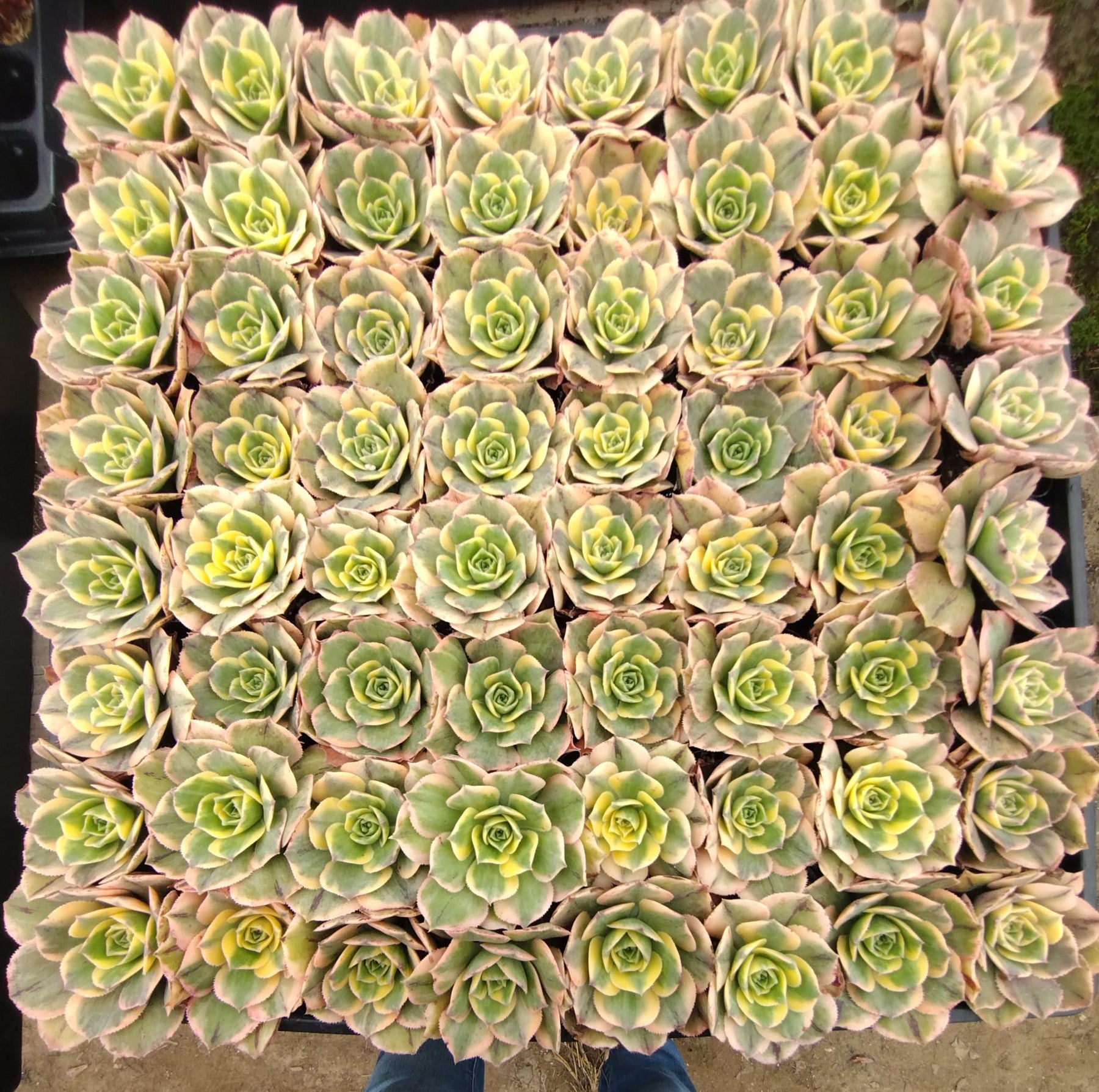 #111 Aeonium Sunburst-Succulent - Small - Exact 2in Type-The Succulent Source