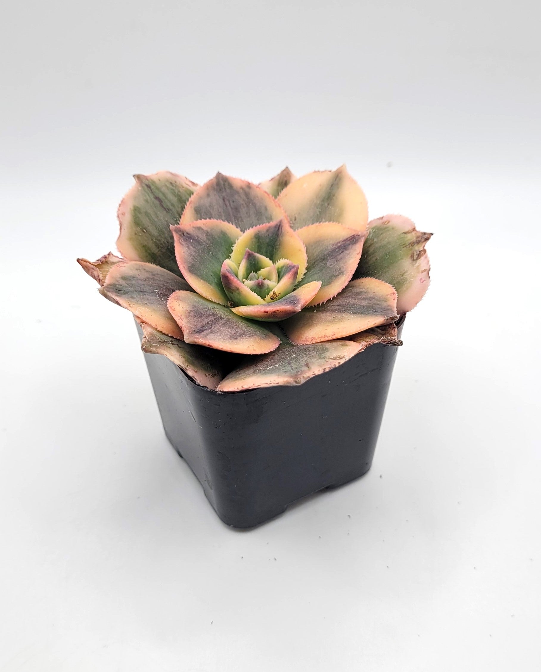 #111 Aeonium Sunburst-Succulent - Small - Exact 2in Type-The Succulent Source