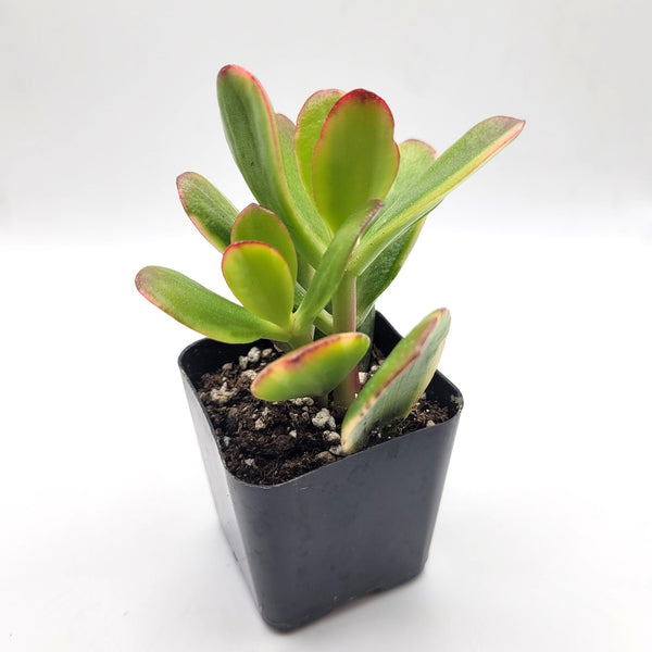 crassula ovata obliqua jade plant #113 Lemon & Lime Jade