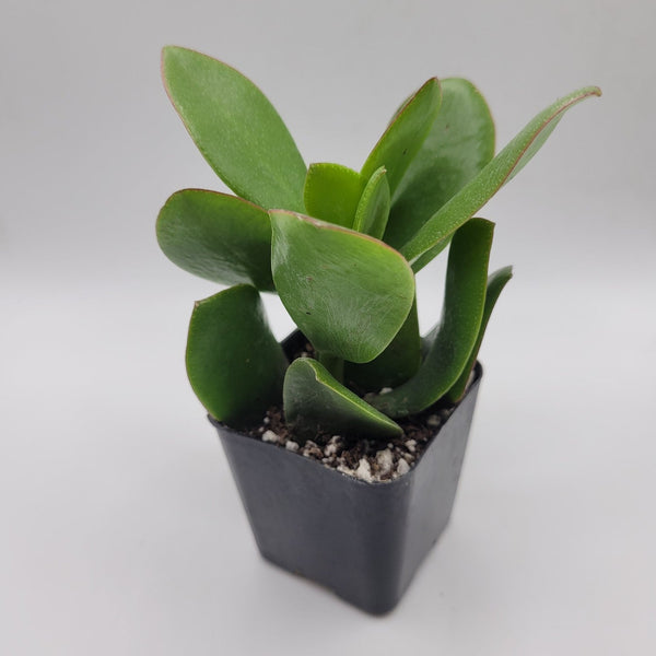 flat leaf jade plant 114 Pointy Leaf Jade