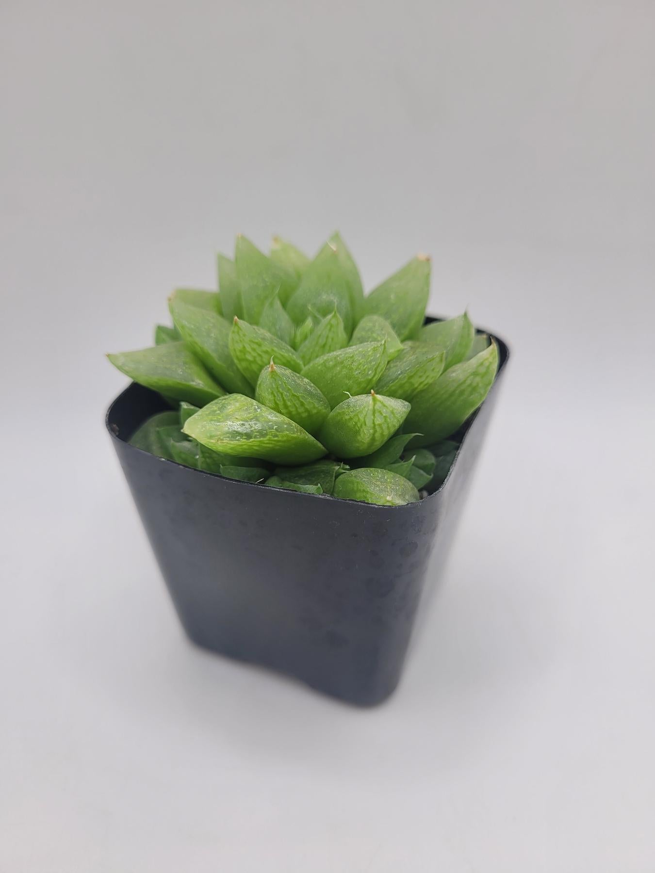 #116 Haworthia Turgida Var. Pallidifolia-Succulent - Small - Exact 2in Type-The Succulent Source