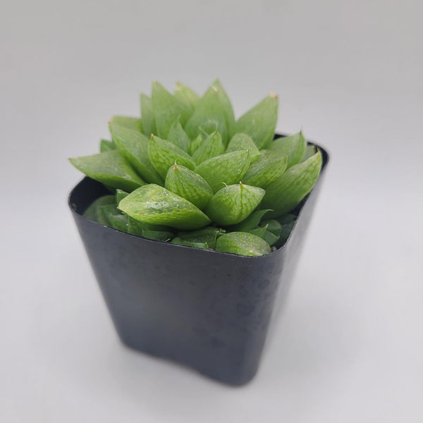 #116 Haworthia Turgida Var. Pallidifolia