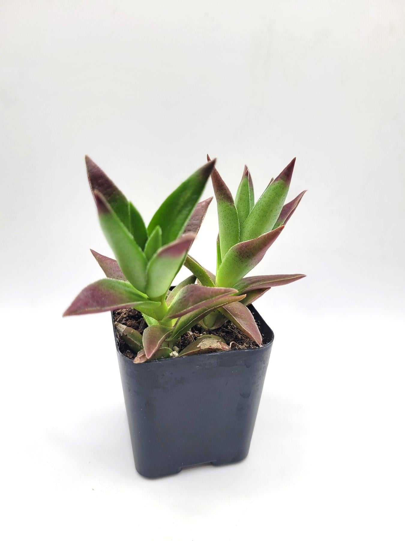 #118 Crassula-Succulent - Small - Exact 2in Type-The Succulent Source