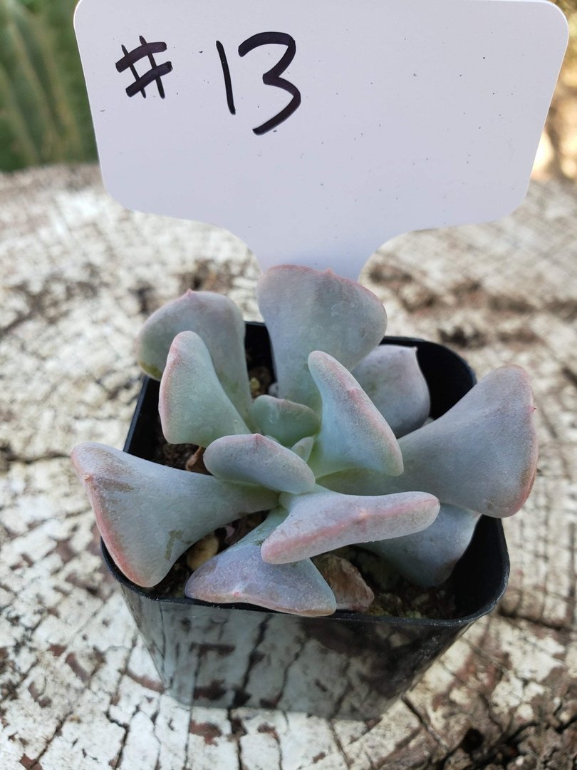 #13 Echeveria-Succulent - Small - Exact Type-The Succulent Source