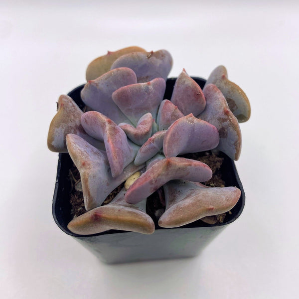 cubic frost succulent care #13 Echeveria Cubic Frost Succulent Plant