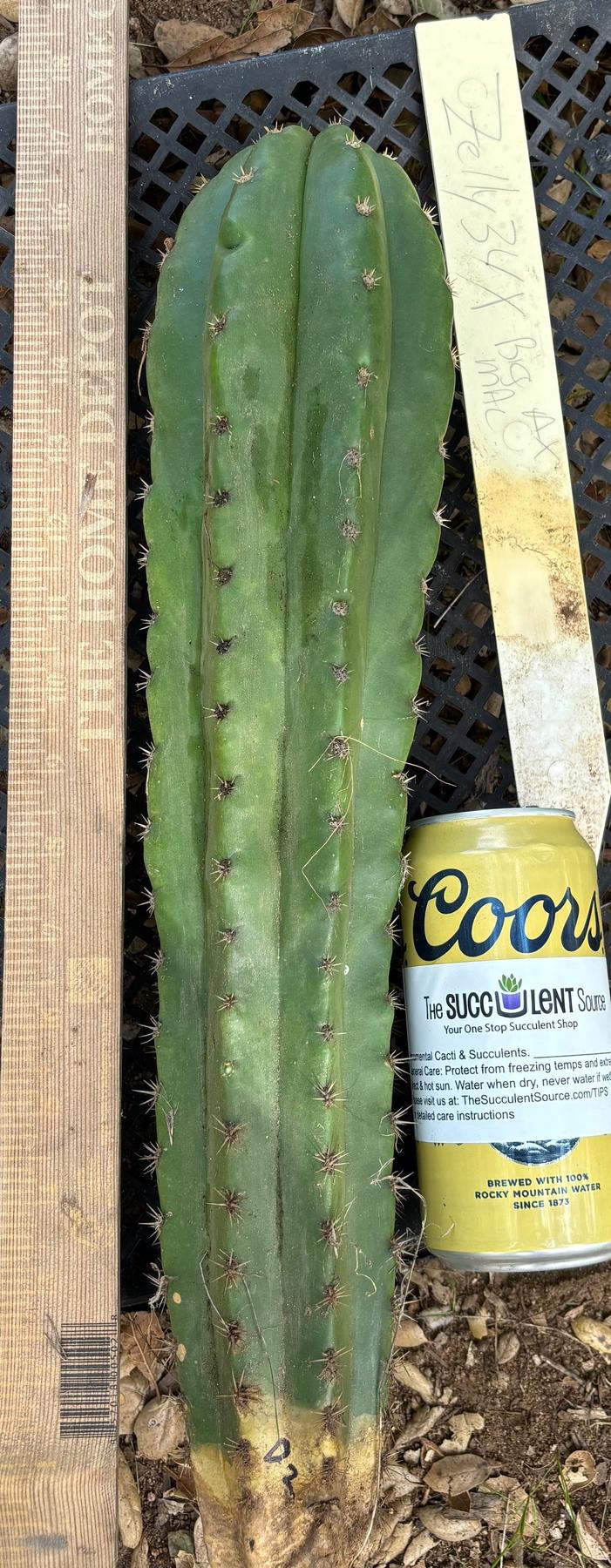 #EC395 EXACT TLC Trichocereus Bargain  Cactus Cuttings by Blaise