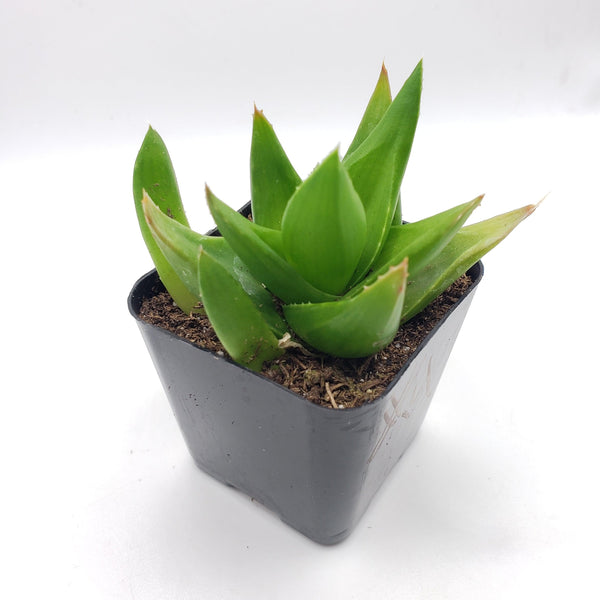 small aloe like succulent #14 Aloe Black Gem
