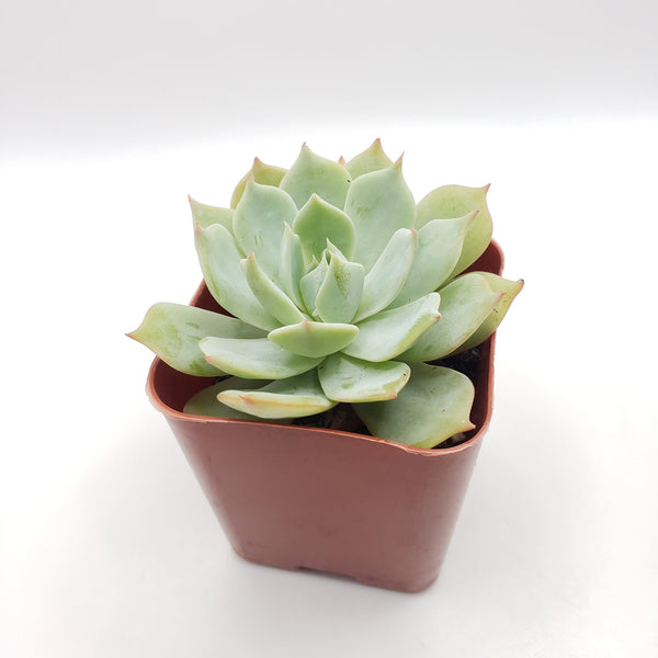 #16 Echeveria Light Green