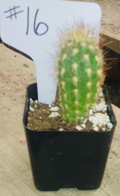 16c-2" exact cactus Pilosocereus Gounellei-Cactus - Small - Exact Type-The Succulent Source