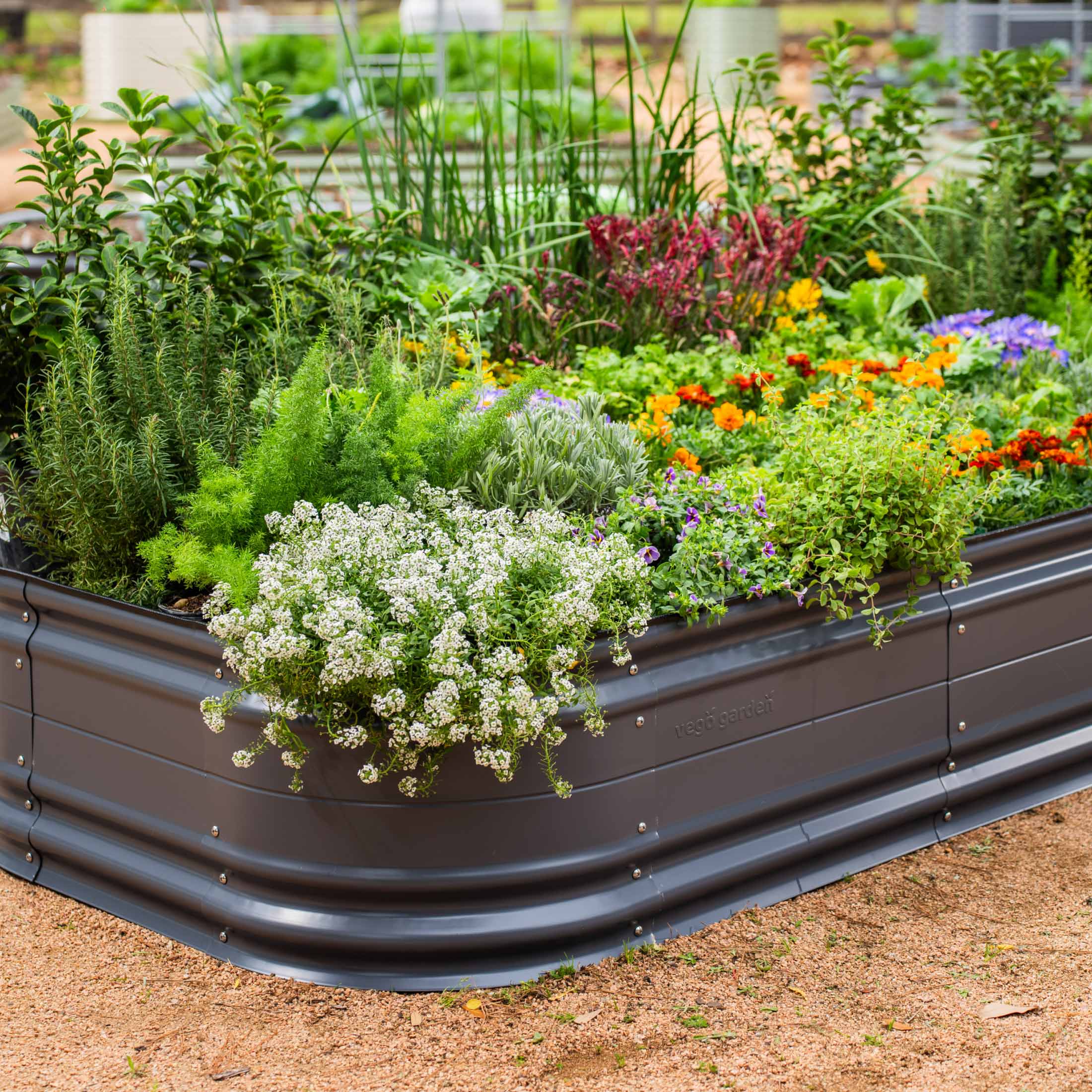 17" Tall 6 In 1 Medium Novel Modular Metal Raised Garden Bed Kit-Garden beds-The Succulent Source