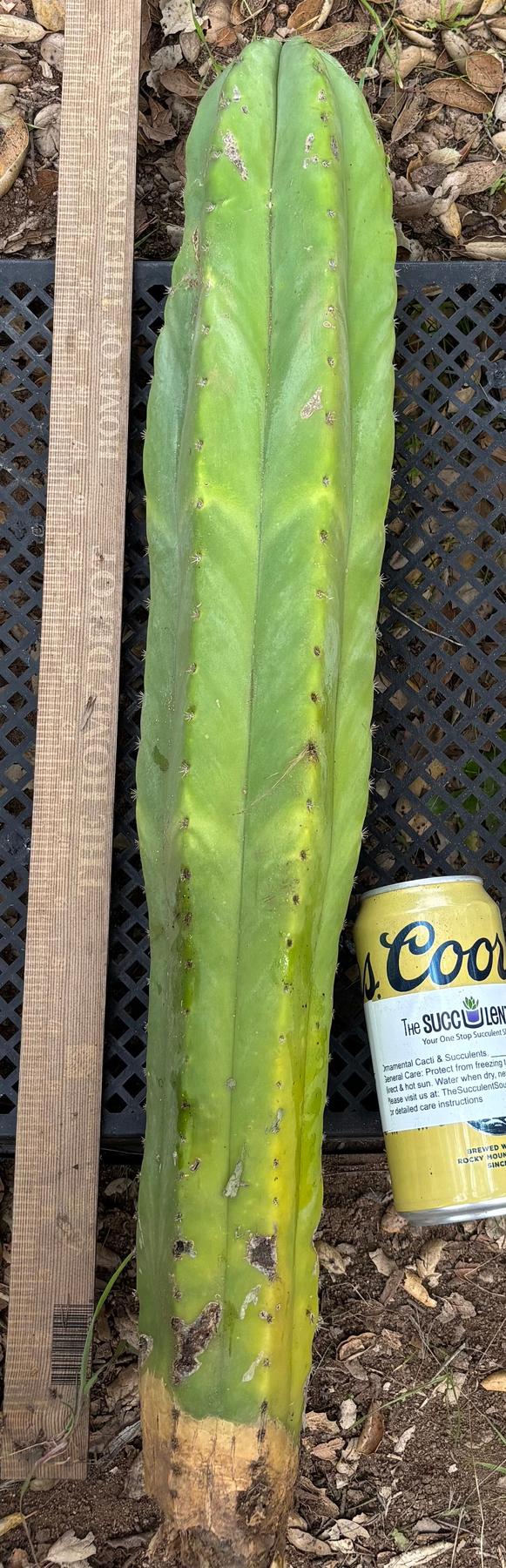 #EC395 EXACT TLC Trichocereus Bargain  Cactus Cuttings by Blaise