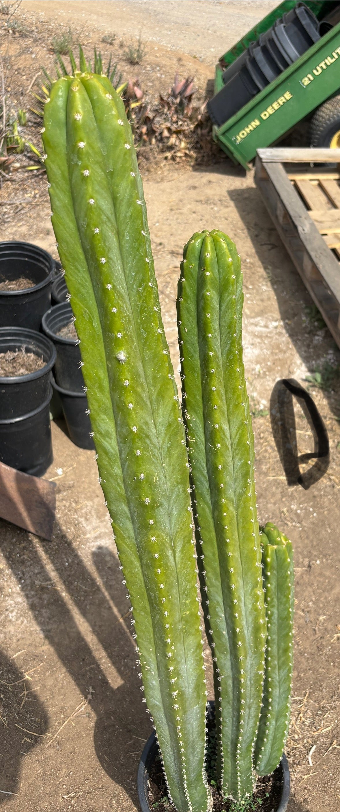 #EC125 EXACT GIANT Trichocereus Pachanoi PC Cactus Potted Specimens