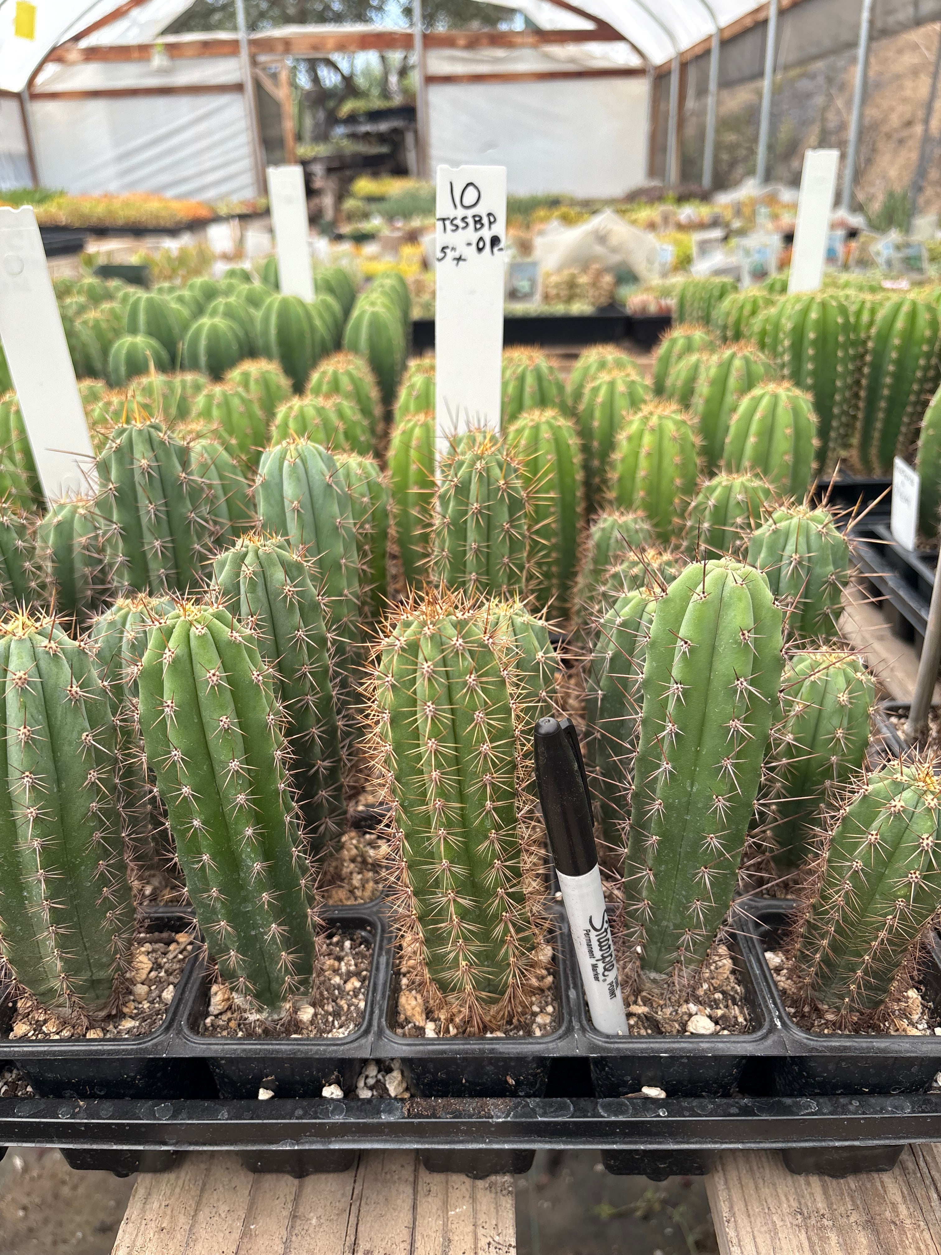 #EC225 Variety of Trichocereus Hybrid Cactus Bargain Potted Seedlings For Sale