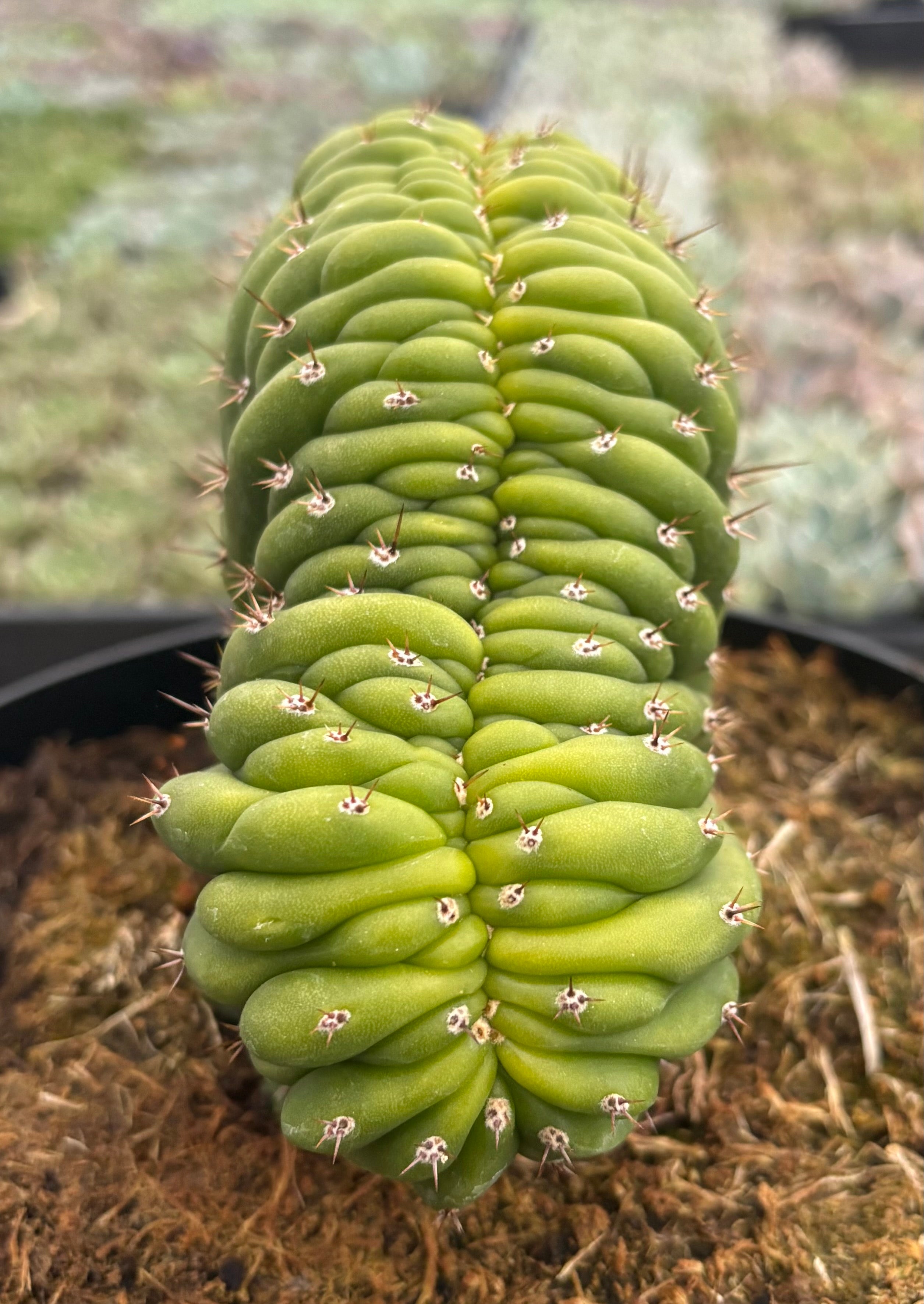 #EC272 EXACT Trichocereus Pachanoi Crested Cactus