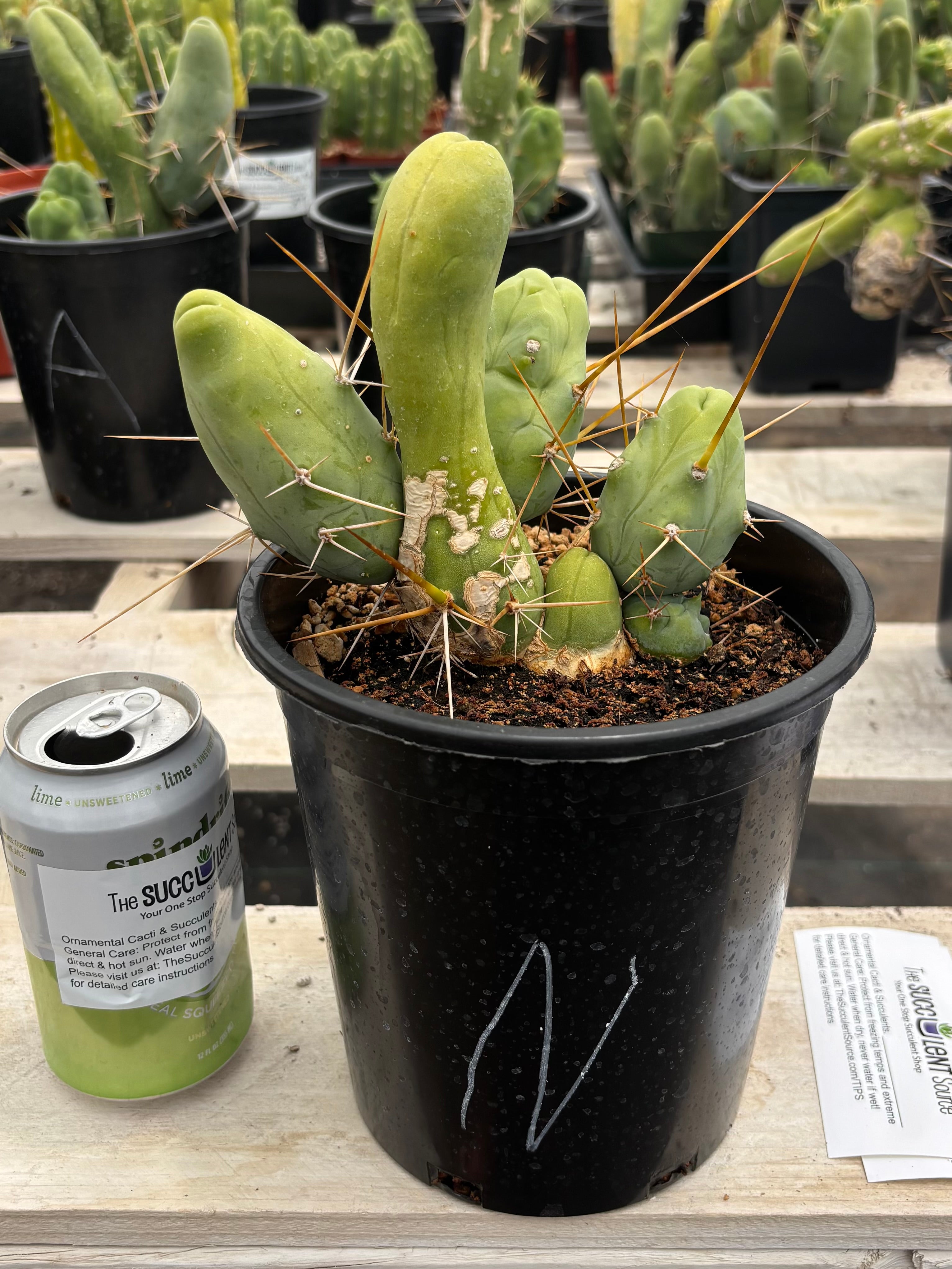 Trichocereus bridgesii forma monstrose TBM inermis aka Ornamental Penis Cactus Plant