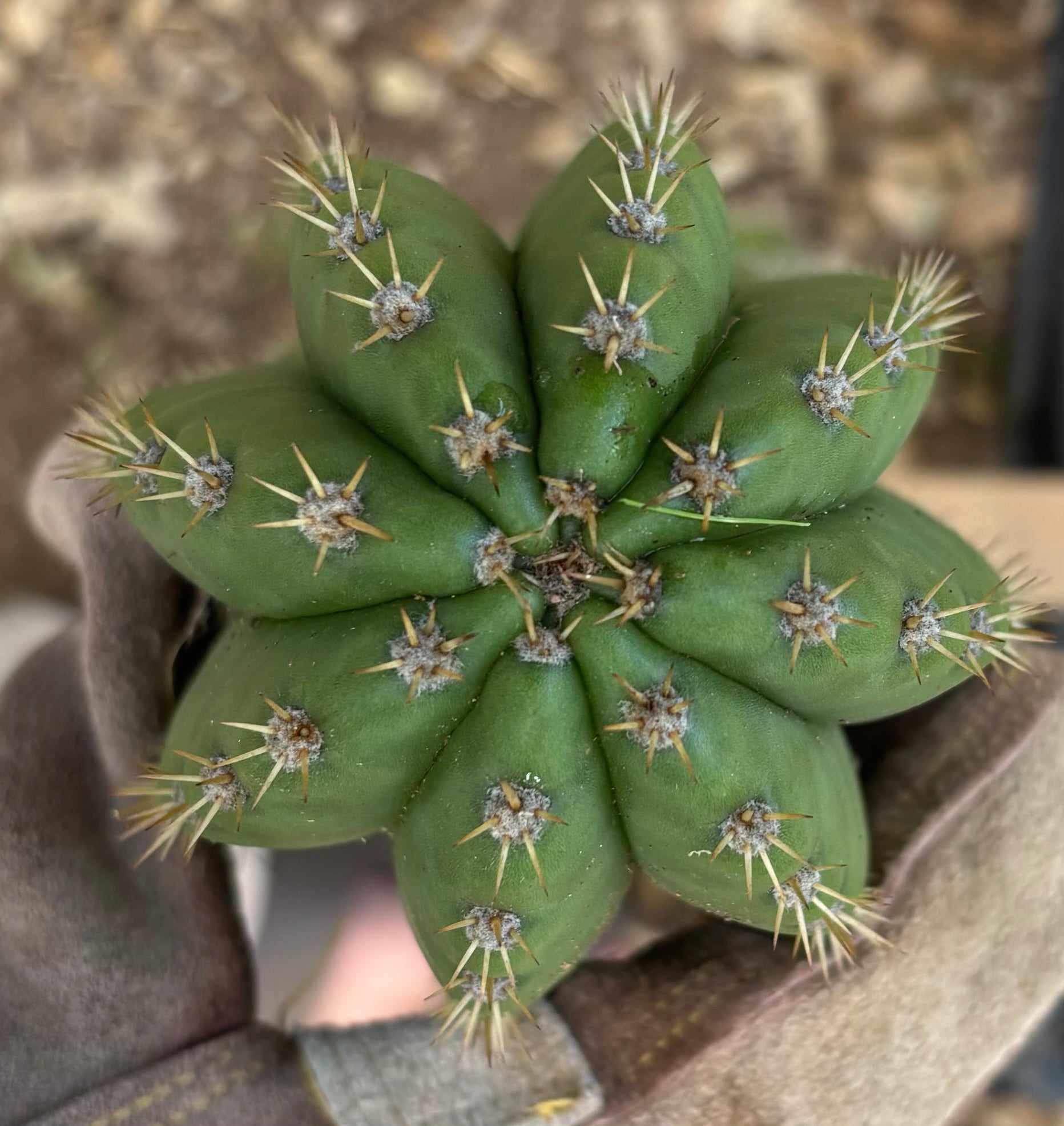 #EC395 EXACT TLC Trichocereus Bargain  Cactus Cuttings by Blaise