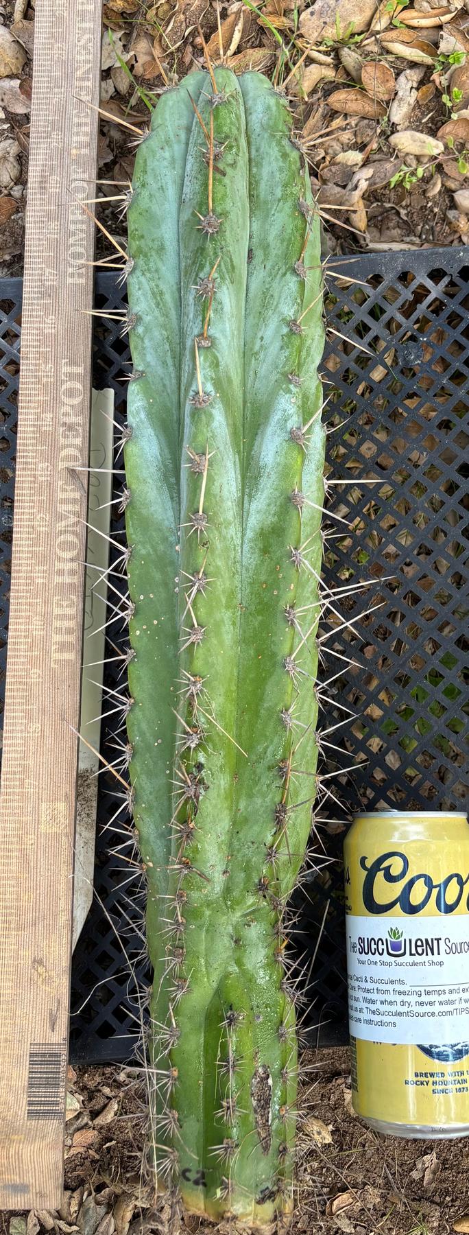 #EC395 EXACT TLC Trichocereus Bargain  Cactus Cuttings by Blaise