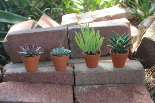 2 inch pots for succulents bulk Assorted Gift Succulents