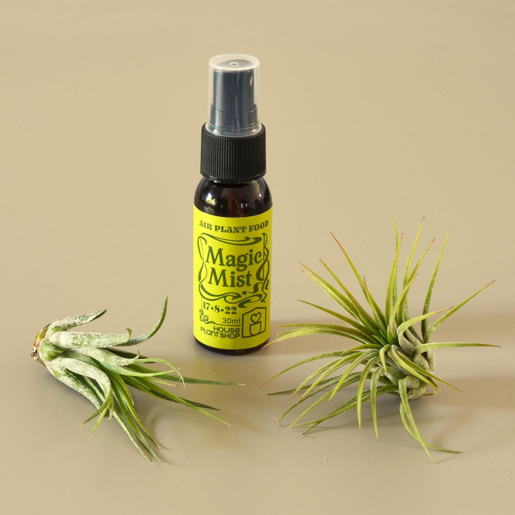 2 Tillandsia Air Plant Pack with Fertilizer Spray-Air PLants-The Succulent Source