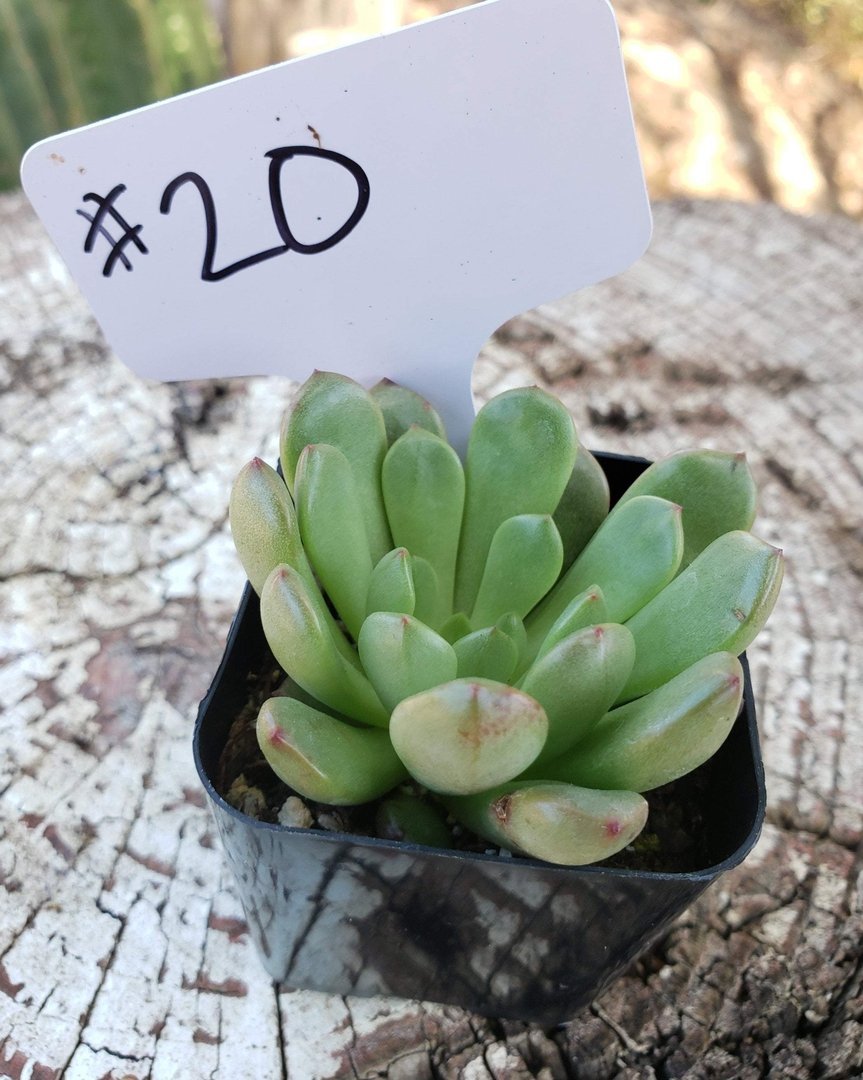 sedeveria hybrid succulent #20 Sedeveria Bashful