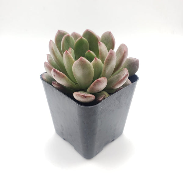 bashful succulent #20 Sedeveria Bashful