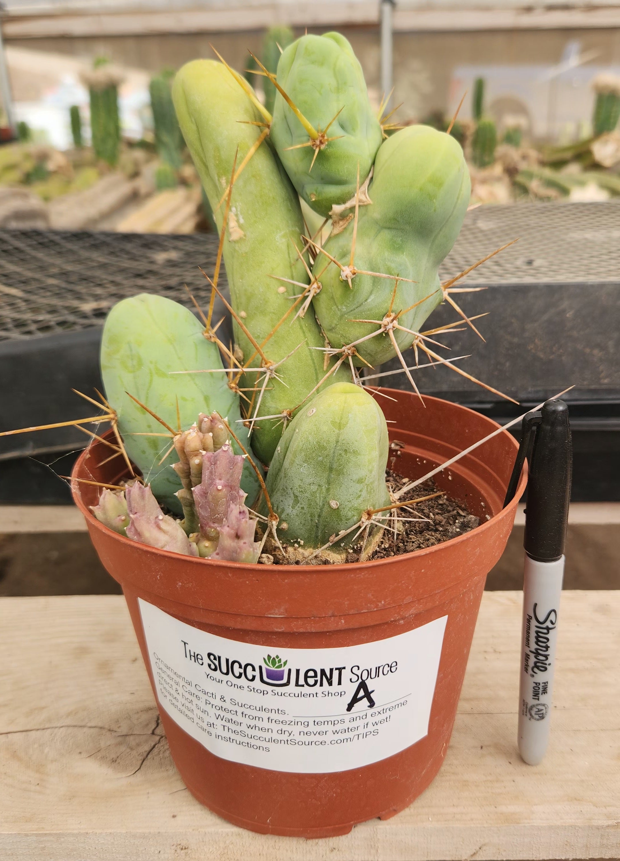 Trichocereus bridgesii forma monstrose TBM inermis aka Ornamental Penis Cactus Plant