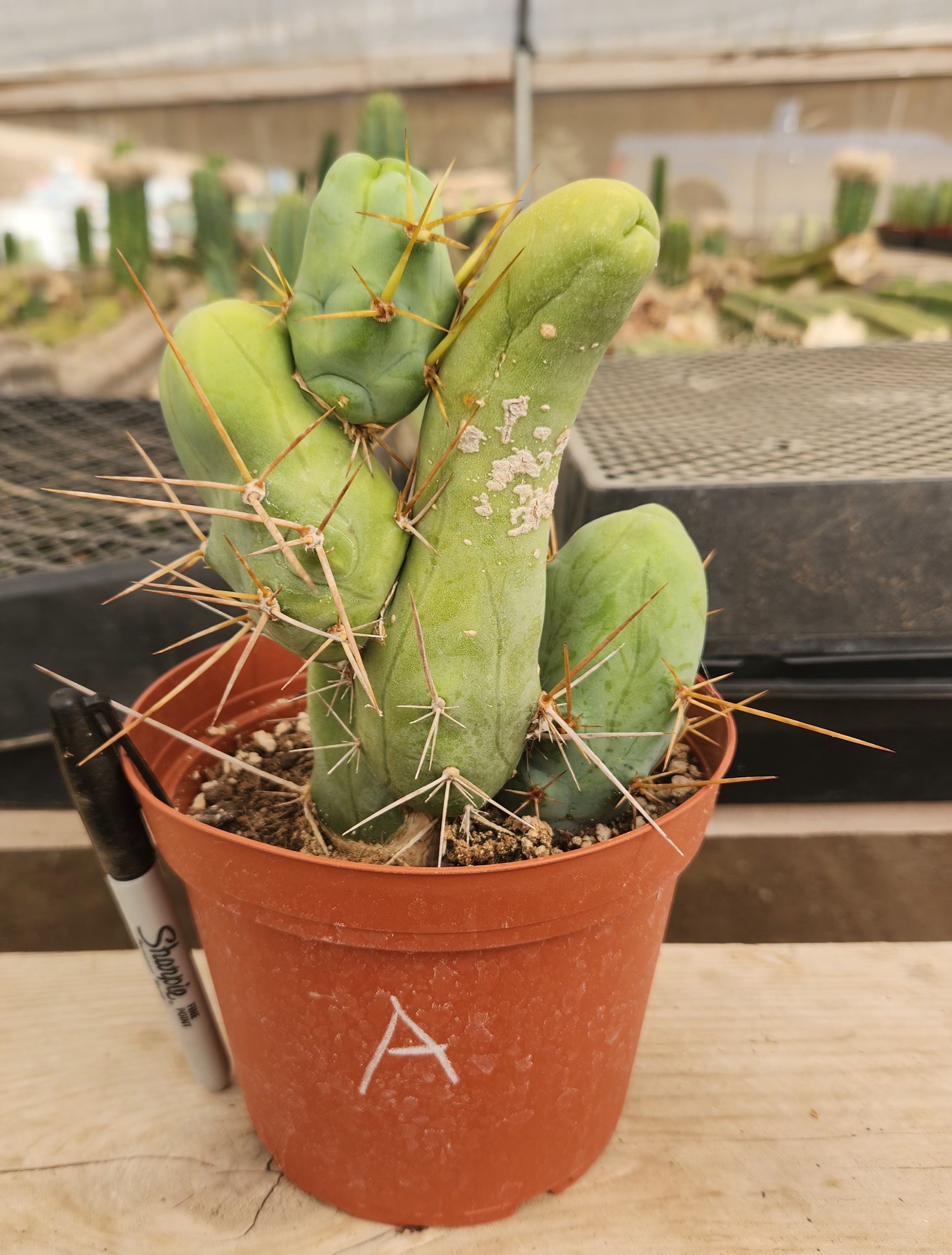 Trichocereus bridgesii forma monstrose TBM inermis aka Ornamental Penis Cactus Plant