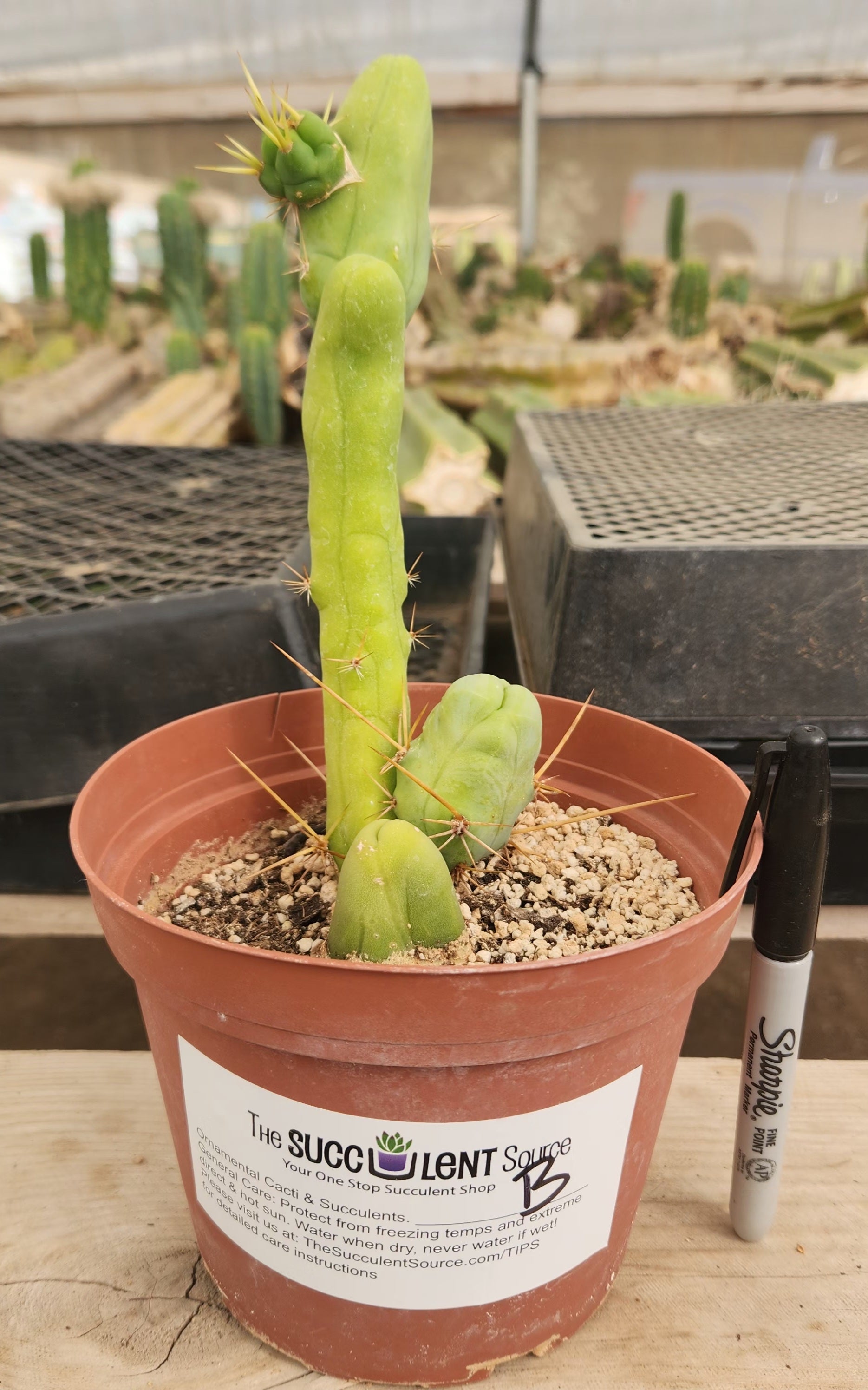 Trichocereus bridgesii forma monstrose TBM inermis aka Ornamental Penis Cactus Plant