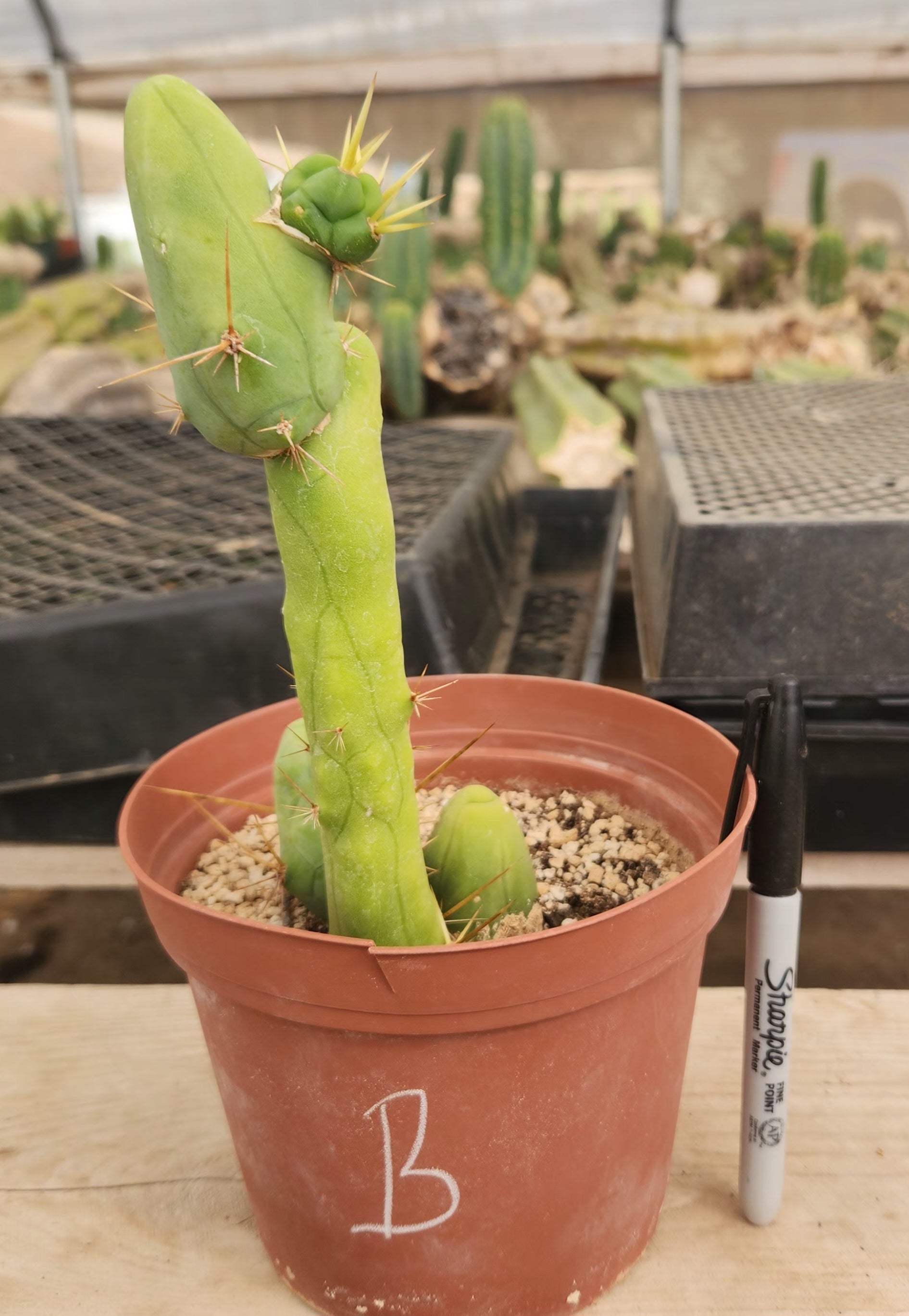 Trichocereus bridgesii forma monstrose TBM inermis aka Ornamental Penis Cactus Plant