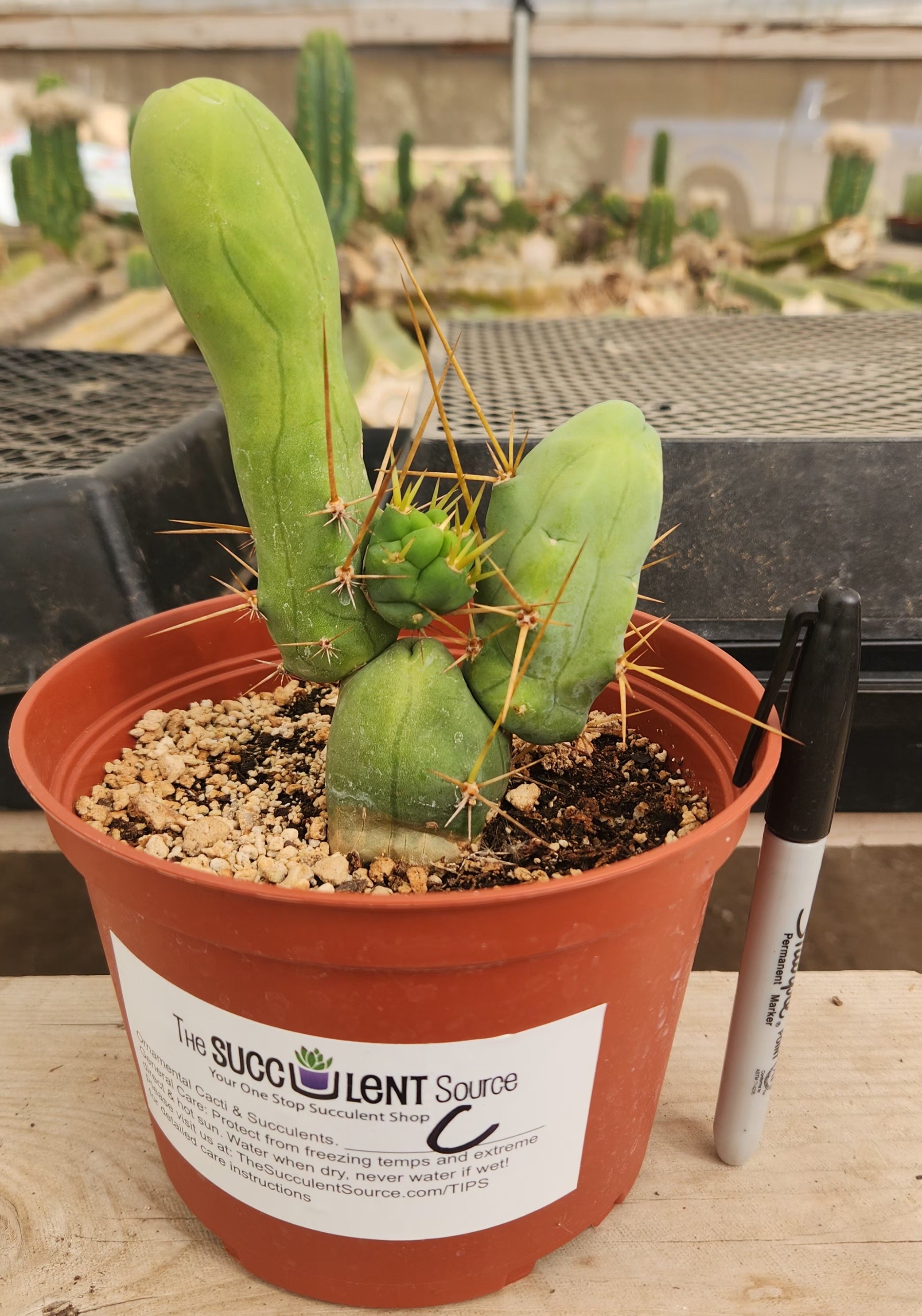 Trichocereus bridgesii forma monstrose TBM inermis aka Ornamental Penis Cactus Plant