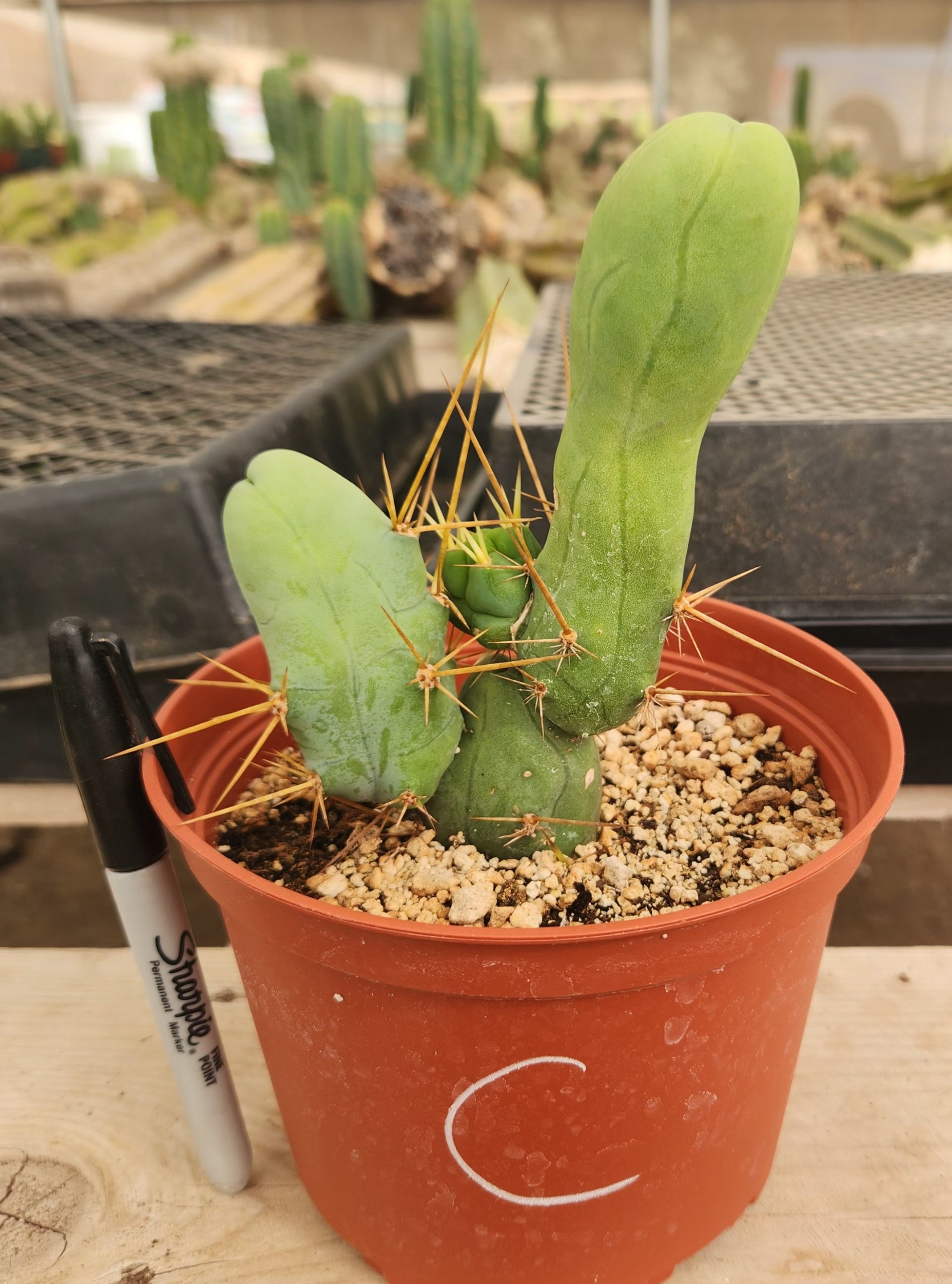 Trichocereus bridgesii forma monstrose TBM inermis aka Ornamental Penis Cactus Plant