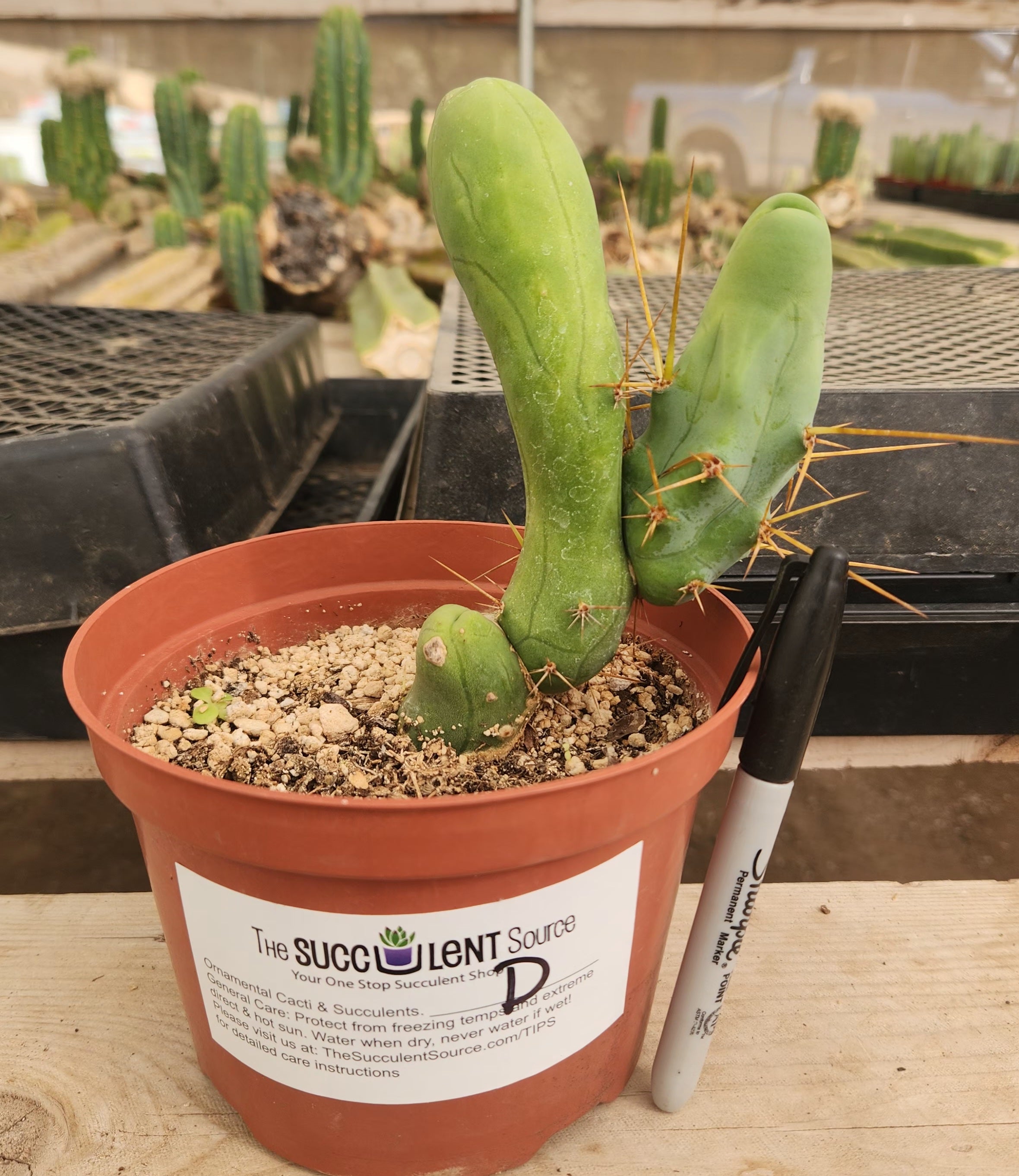 Trichocereus bridgesii forma monstrose TBM inermis aka Ornamental Penis Cactus Plant