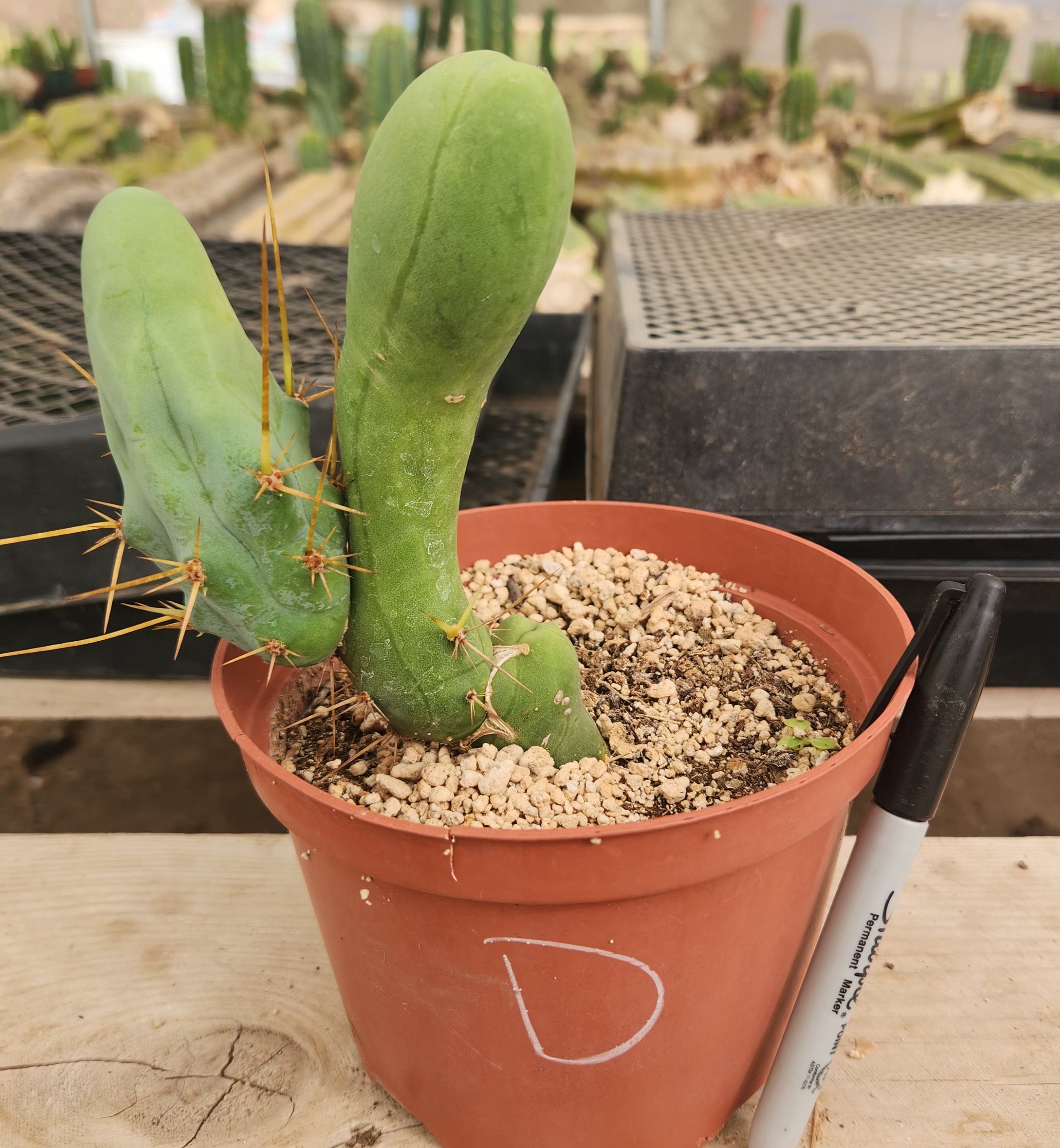 Trichocereus bridgesii forma monstrose TBM inermis aka Ornamental Penis Cactus Plant