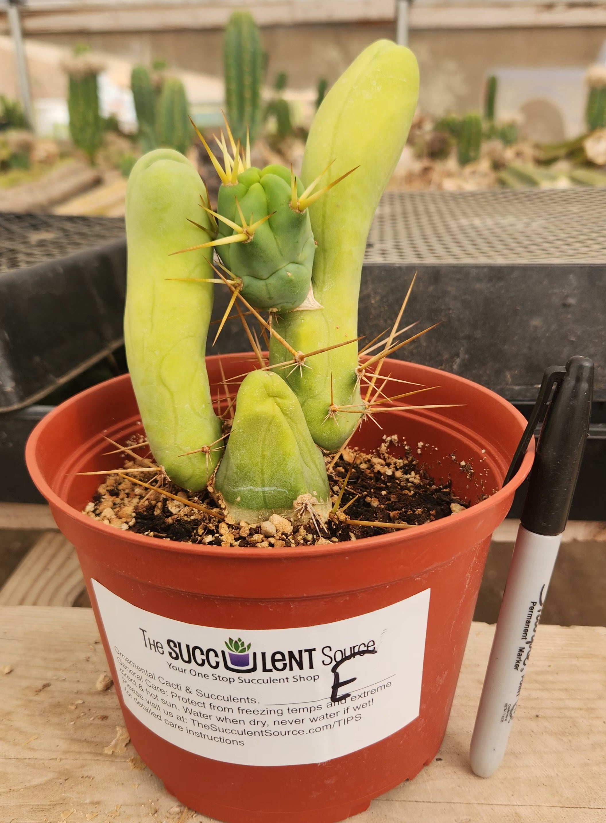 Trichocereus bridgesii forma monstrose TBM inermis aka Ornamental Penis Cactus Plant