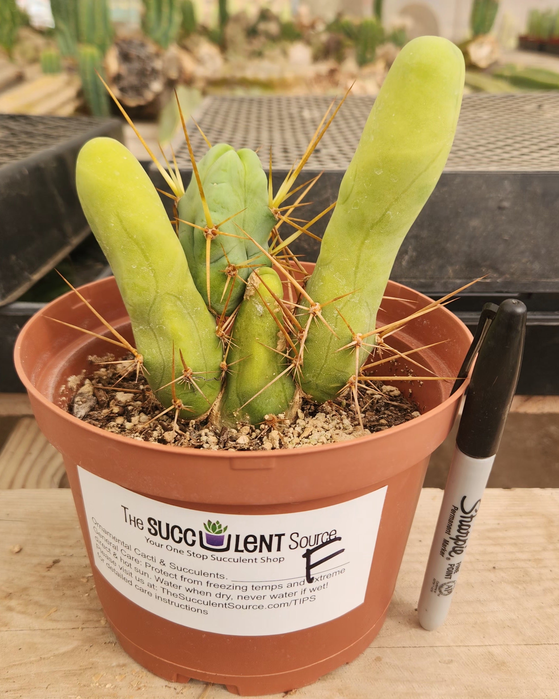 Trichocereus bridgesii forma monstrose TBM inermis aka Ornamental Penis Cactus Plant