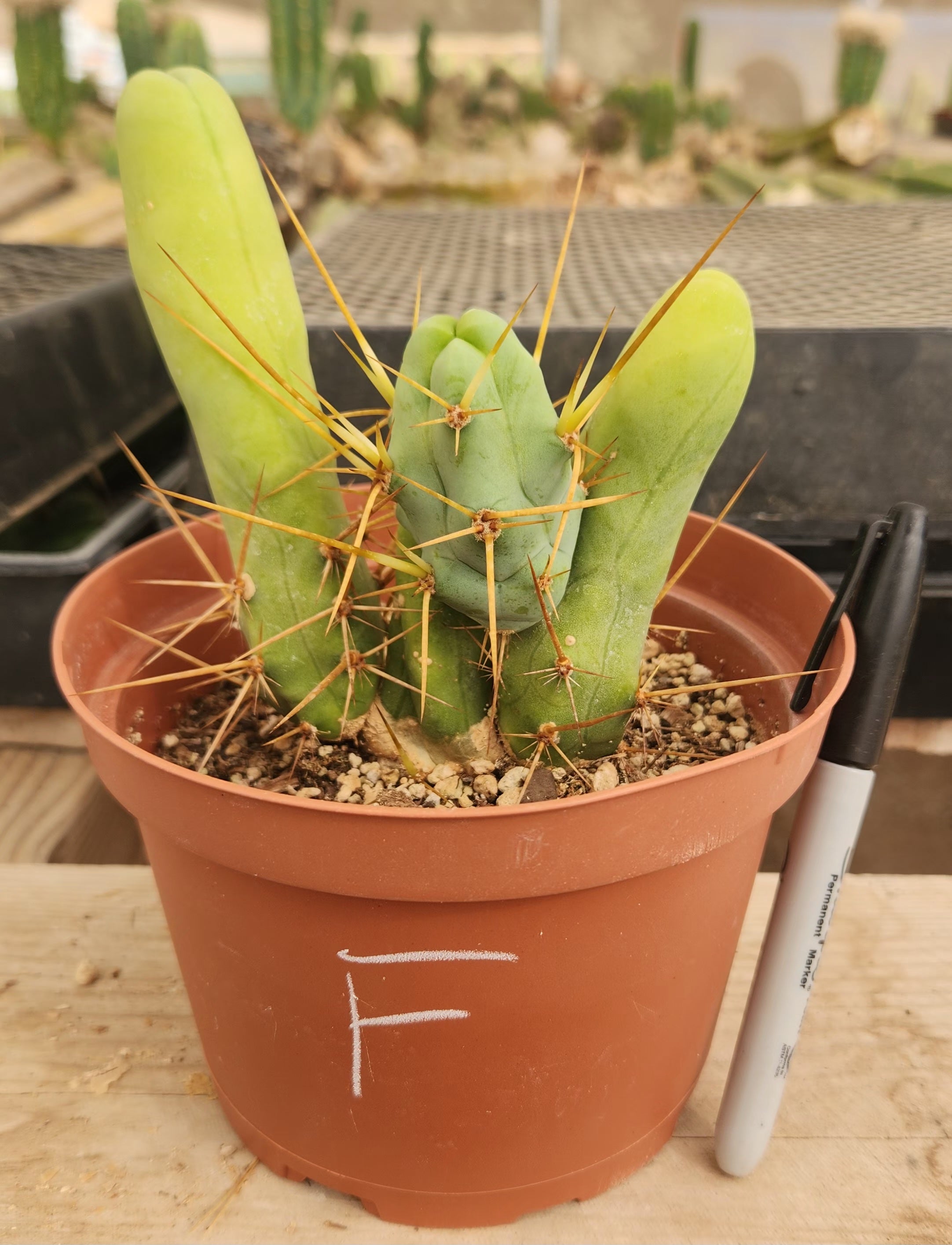 Trichocereus bridgesii forma monstrose TBM inermis aka Ornamental Penis Cactus Plant