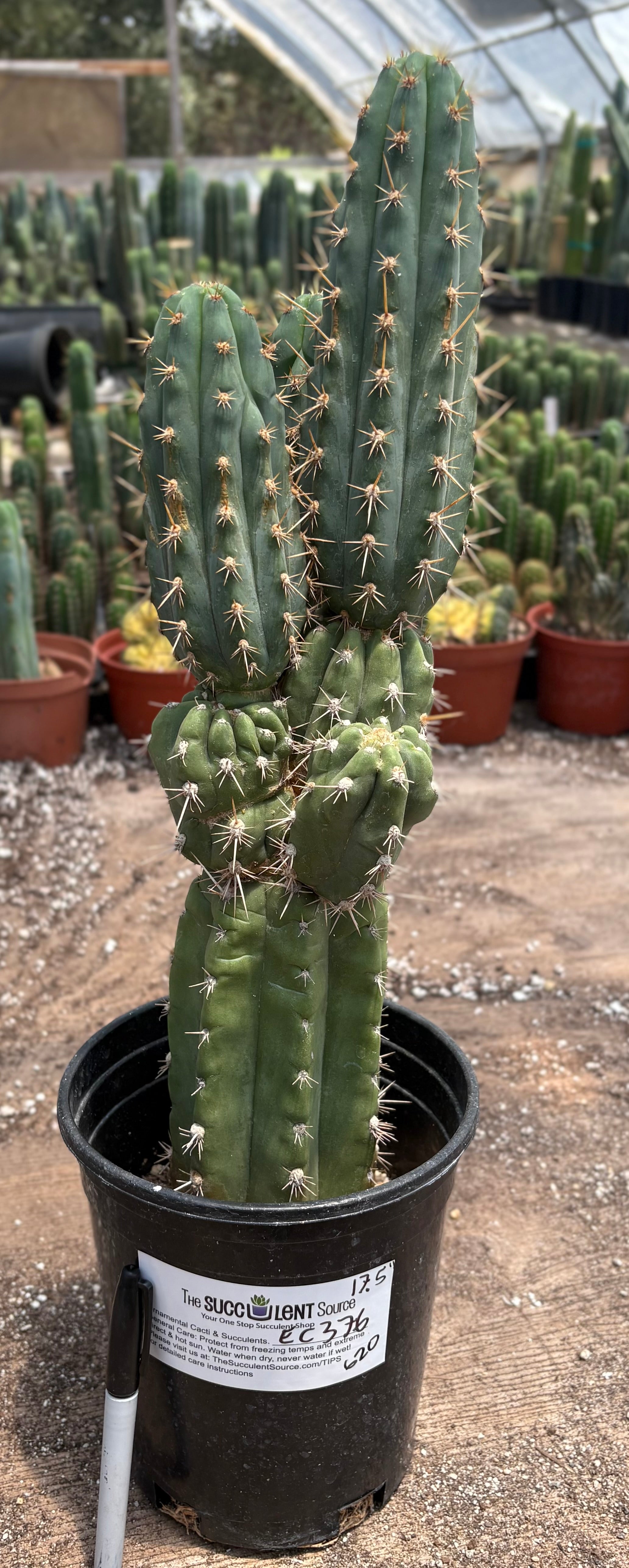 #EC376 EXACT Trichocereus Beautiful potted specimen 17.5”