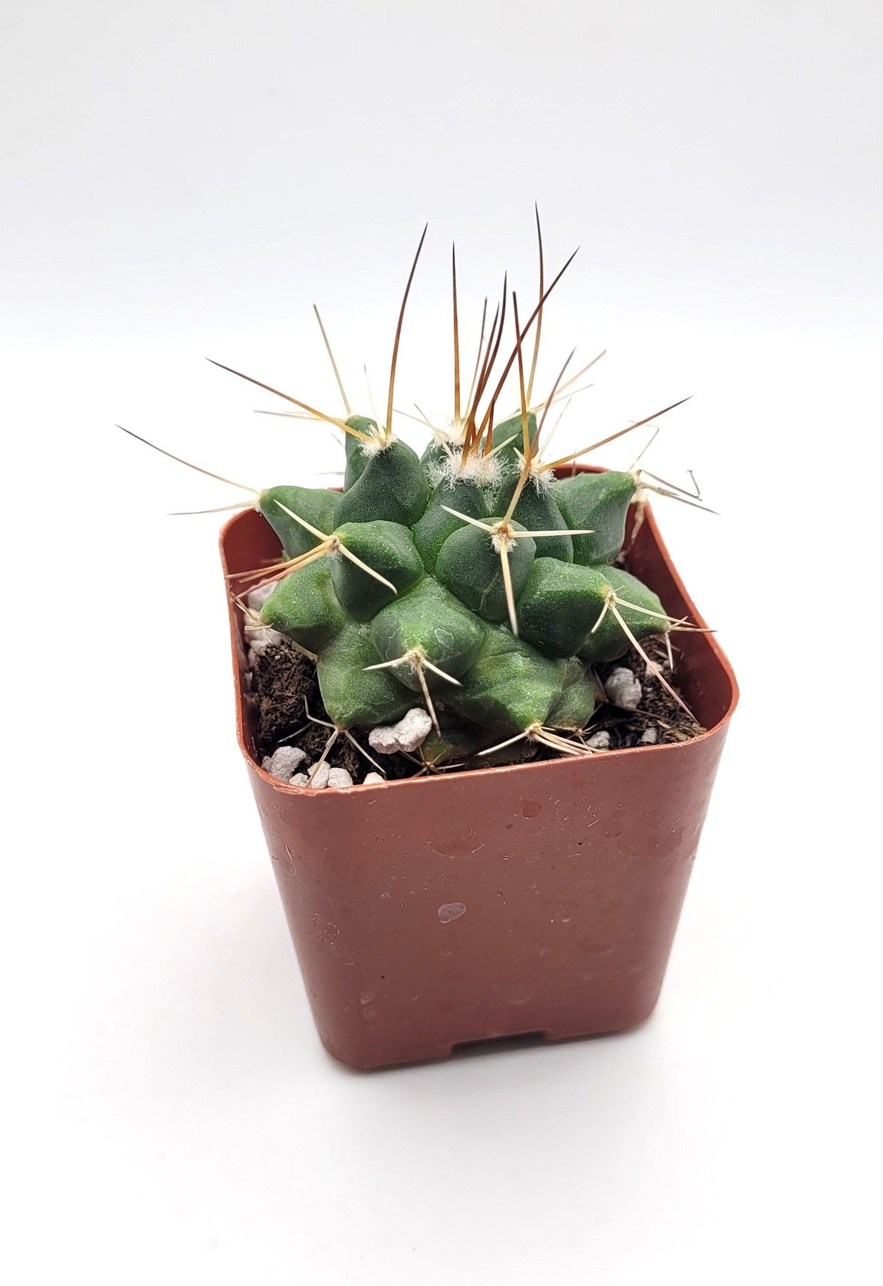 #22C Thelocactus Rinconensis 2.5"-Cactus - Small - Exact Type-The Succulent Source