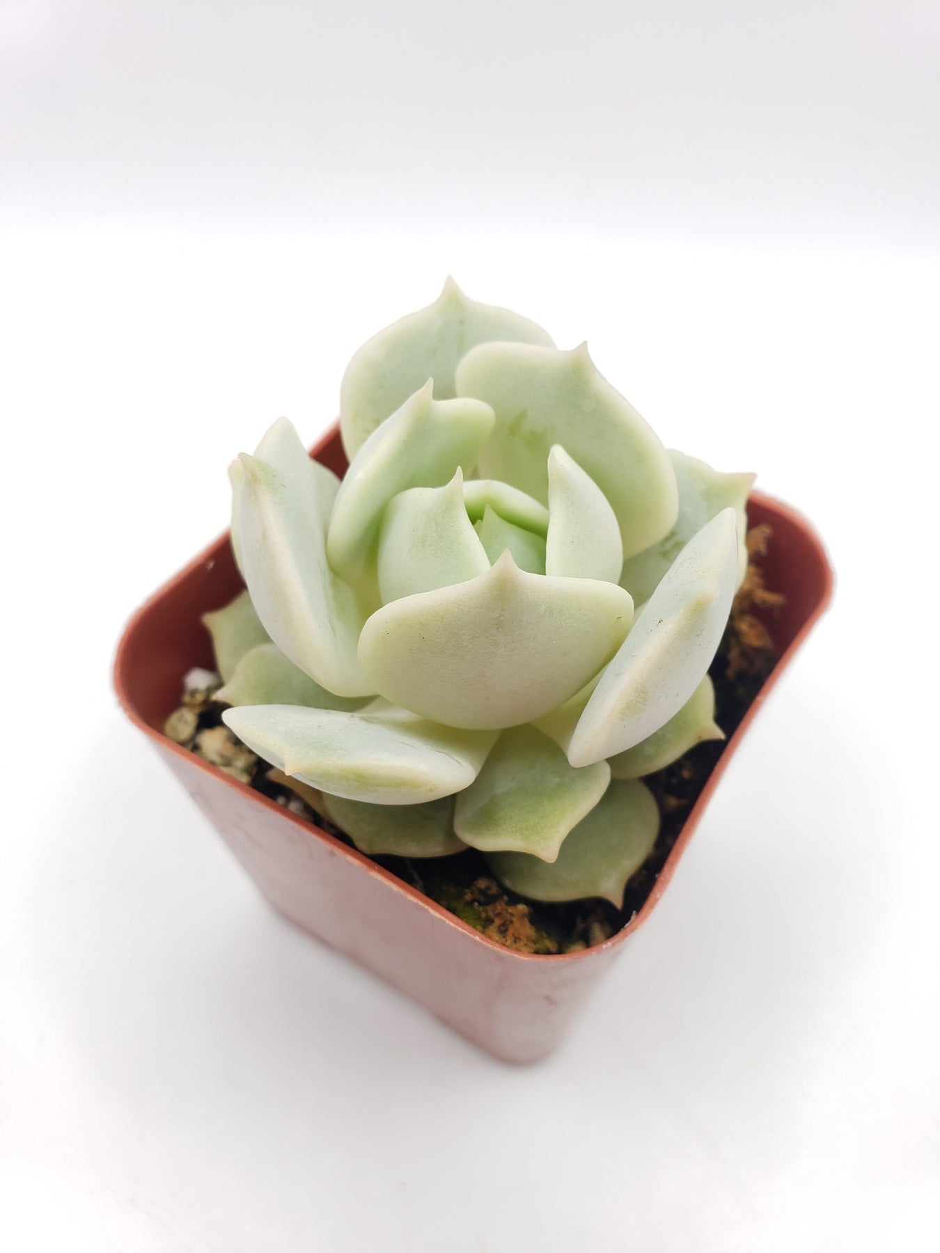 lola succulent flower #23 Echeveria Lola