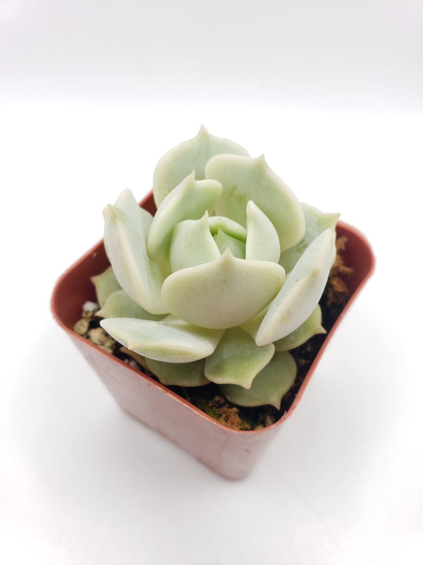 #23 Echeveria Lola-Succulent - Small - Exact 2in Type-The Succulent Source