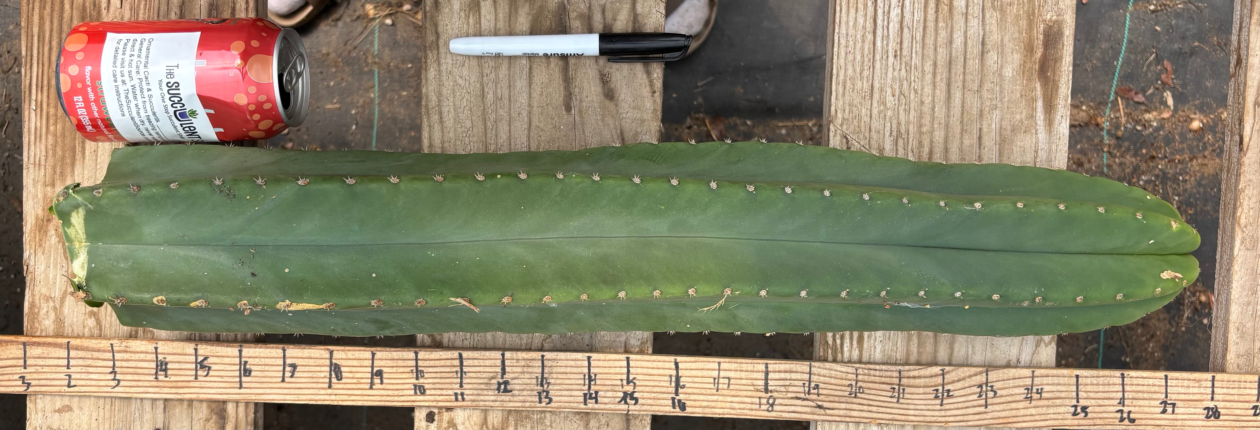 #EC241 EXACT Trichocereus Scop x HZ 23” Misplant