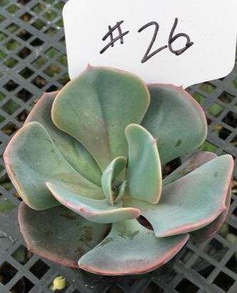 hybrid succulent plants #26 Echeveria hybrid