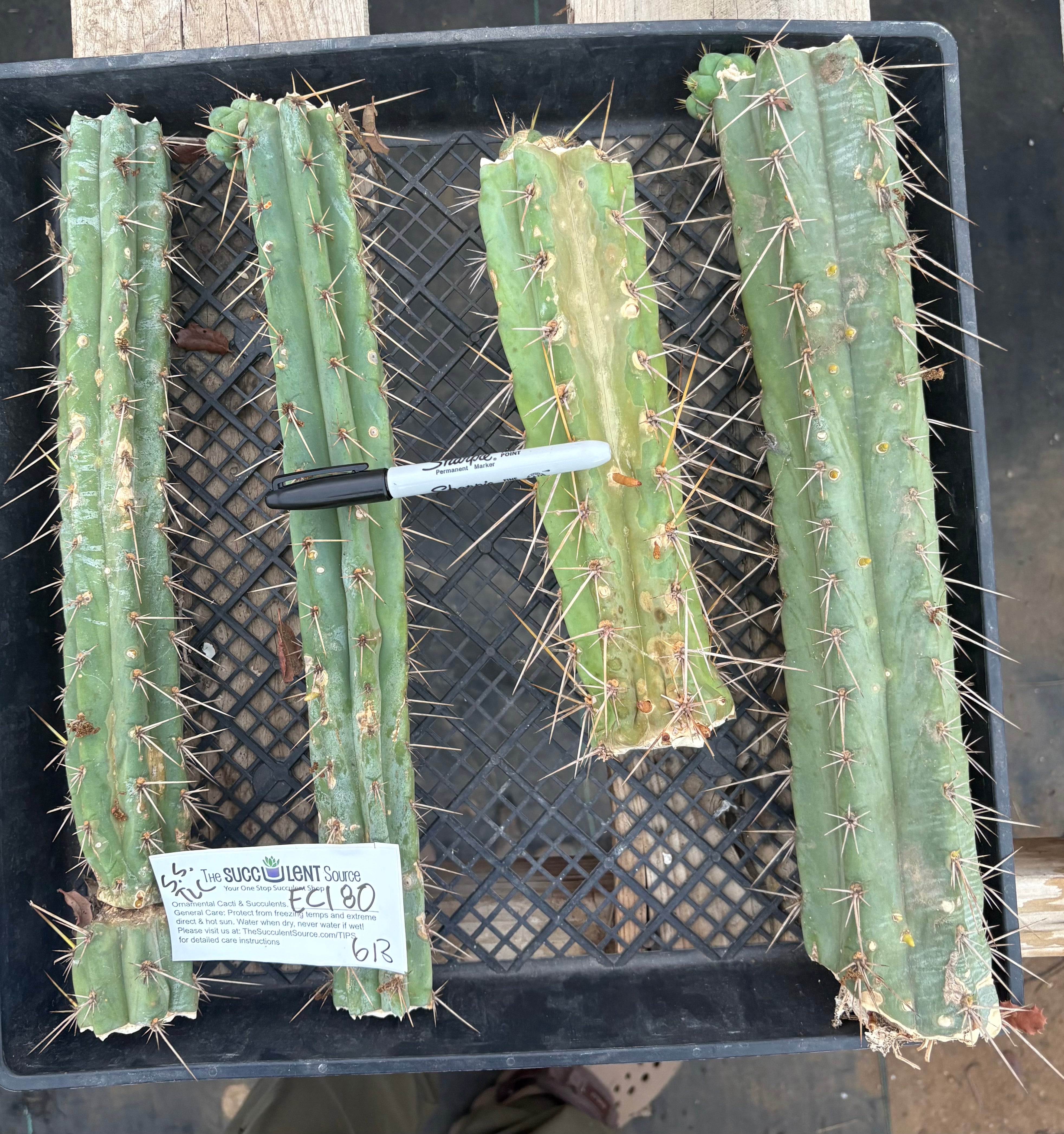 #EC180 EXACT Trichocereus Bridgesoid "SunSpine" TLC  Ornamental Cactus Cutting Lot
