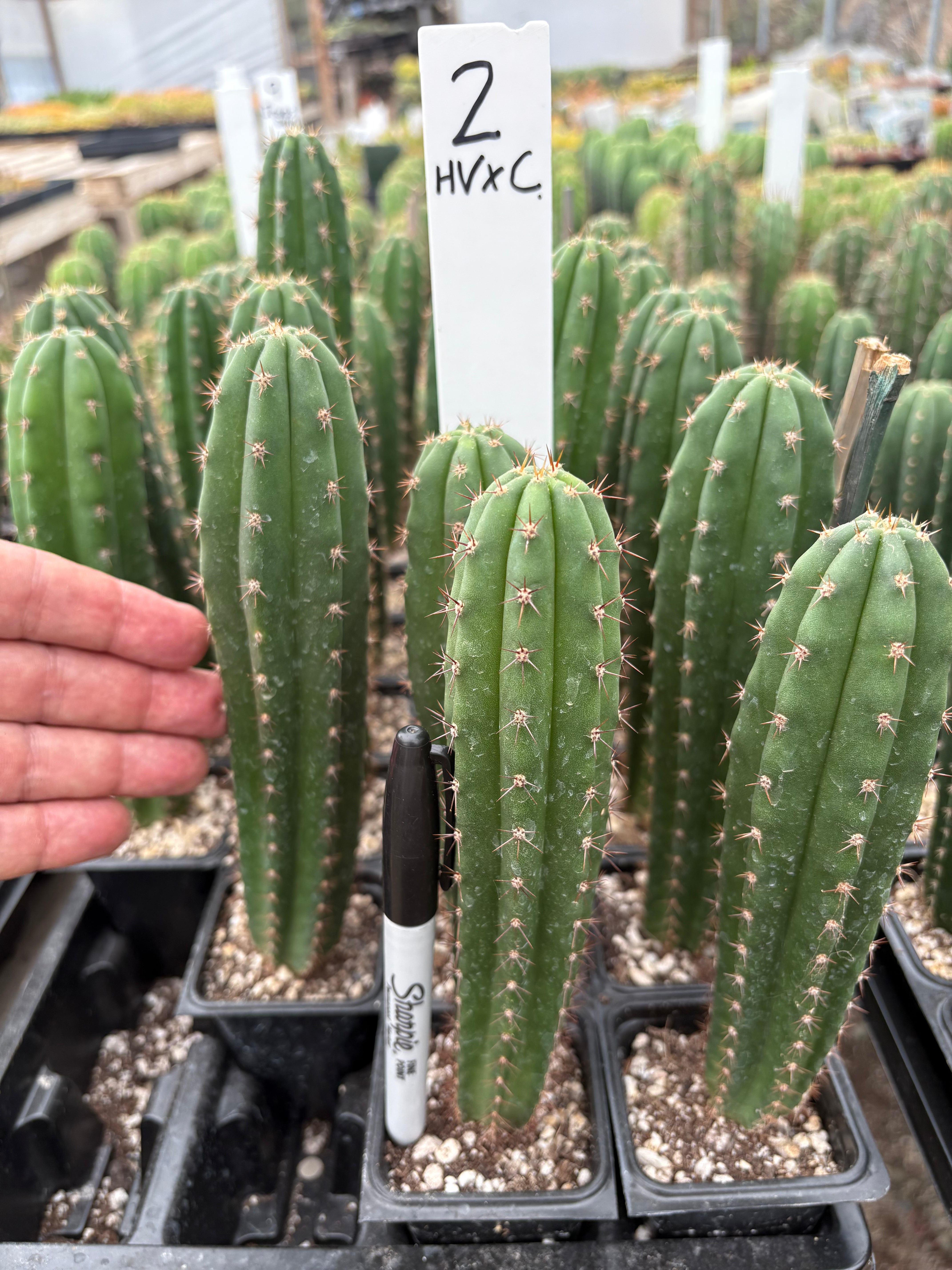 #EC225 Variety of Trichocereus Hybrid Cactus Bargain Potted Seedlings For Sale