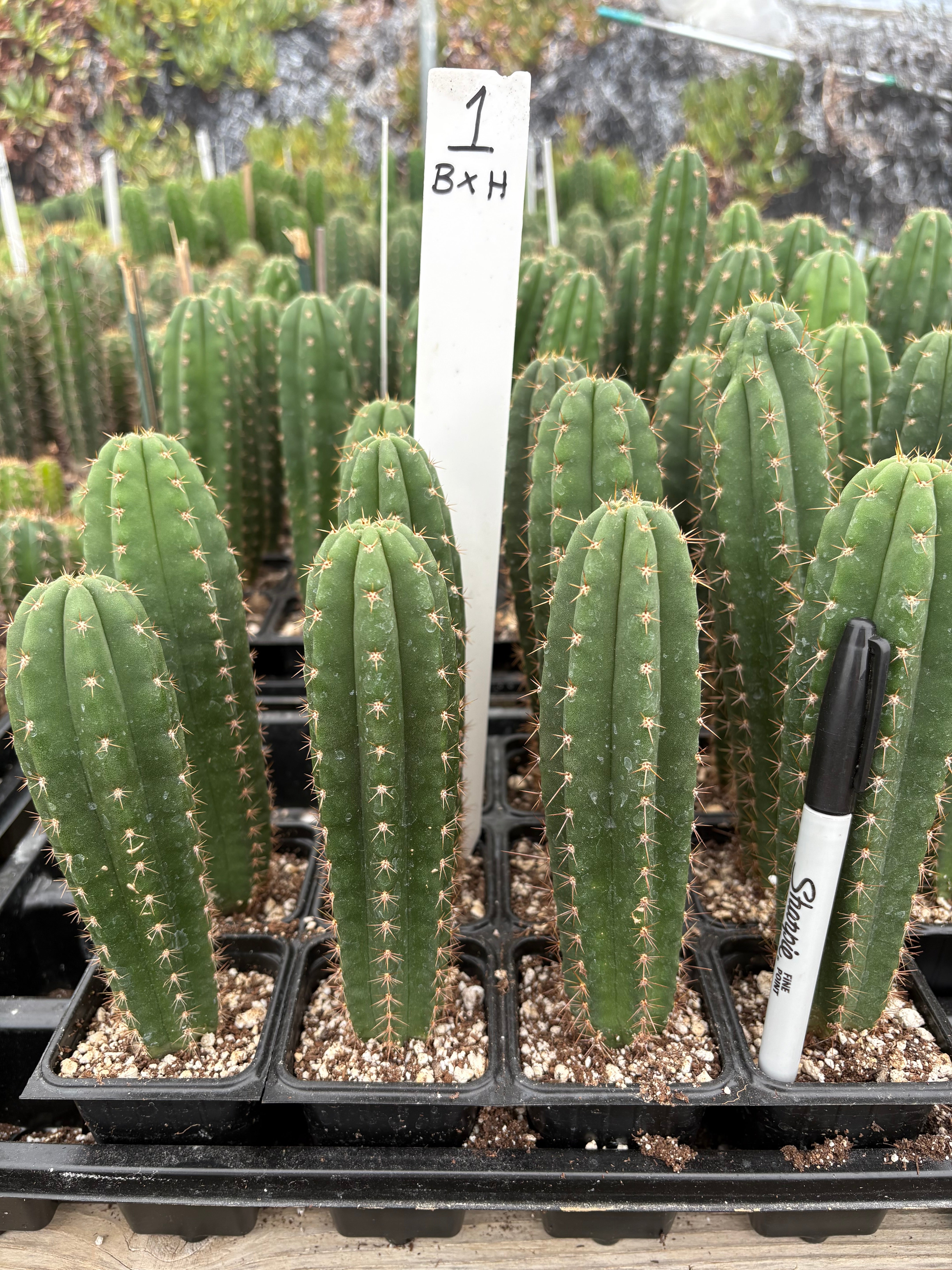 #EC225 Variety of Trichocereus Hybrid Cactus Bargain Potted Seedlings For Sale
