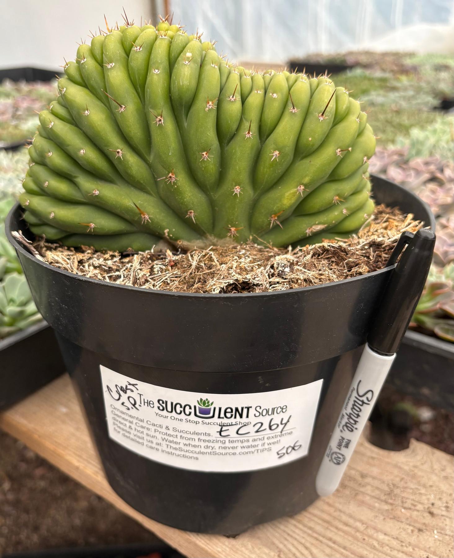 #EC264 EXACT Trichocereus Pachanoi Crested San Pedro Cactus