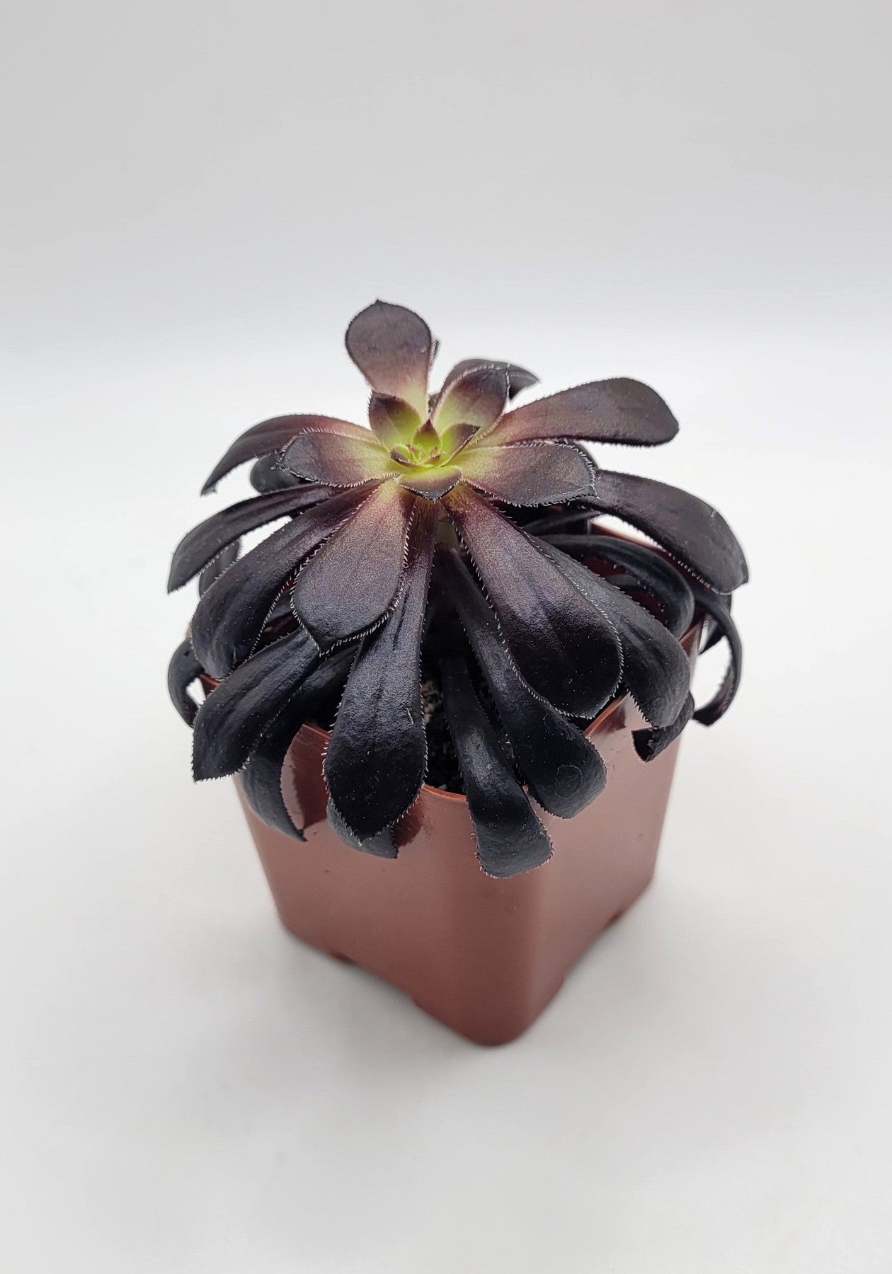 #29 Black Aeonium-Succulent - Small - Exact 2in Type-The Succulent Source